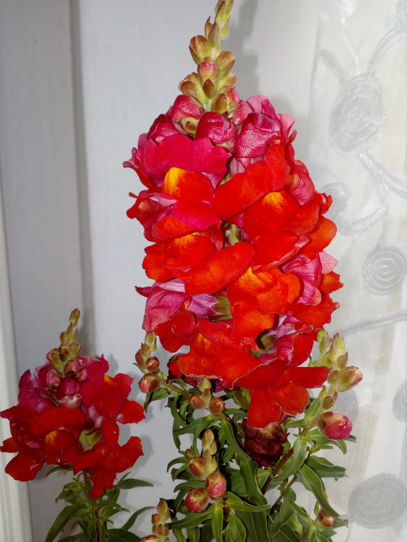 Snapdragon (Antirrhinum Majus) — annual with pink blooms; it is important to select a site with well-drained soil, image 183