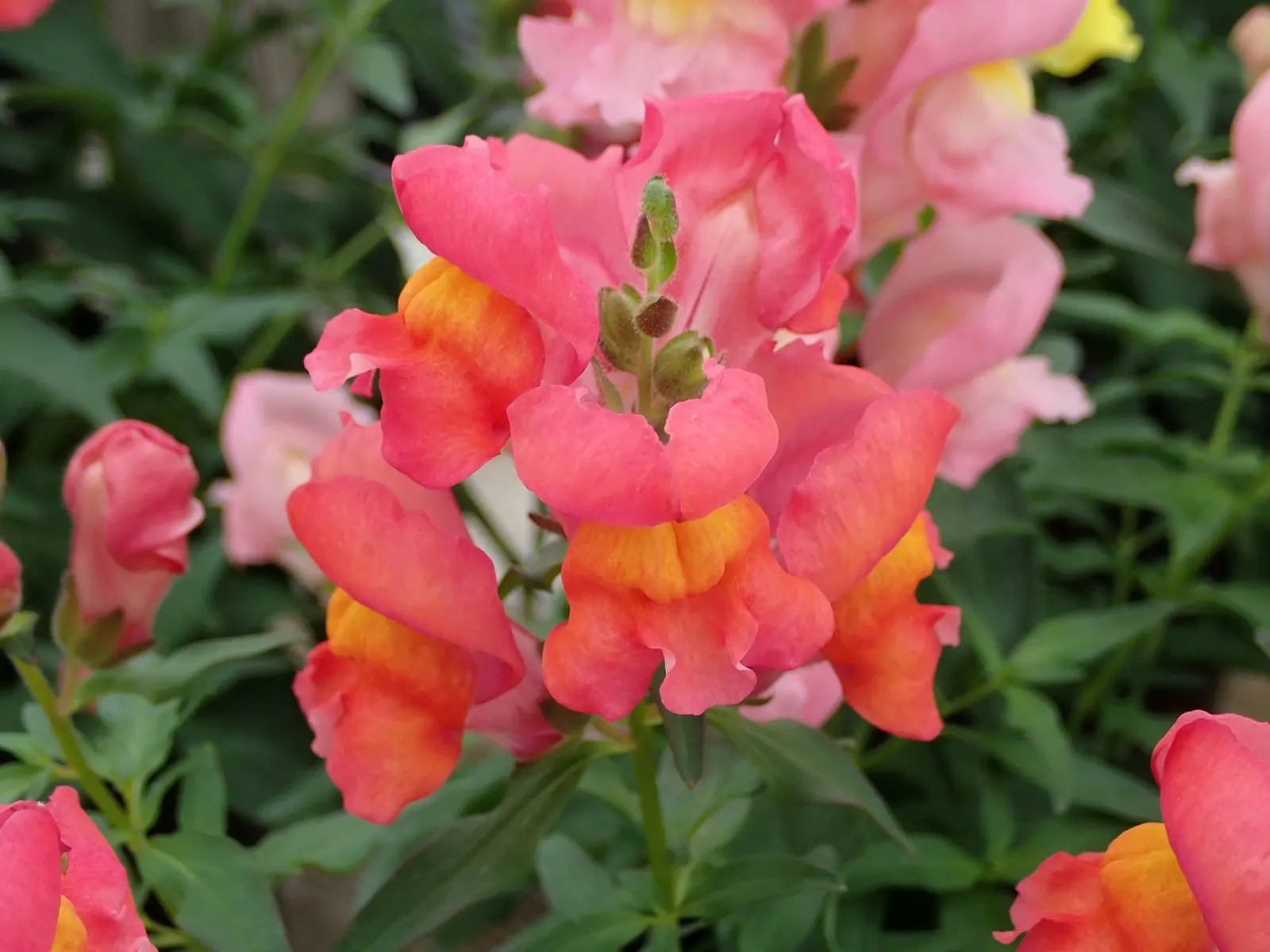Snapdragon (Antirrhinum Majus) — It is important to select a site with well-drained soil; extending from spring through the first frost, image 105