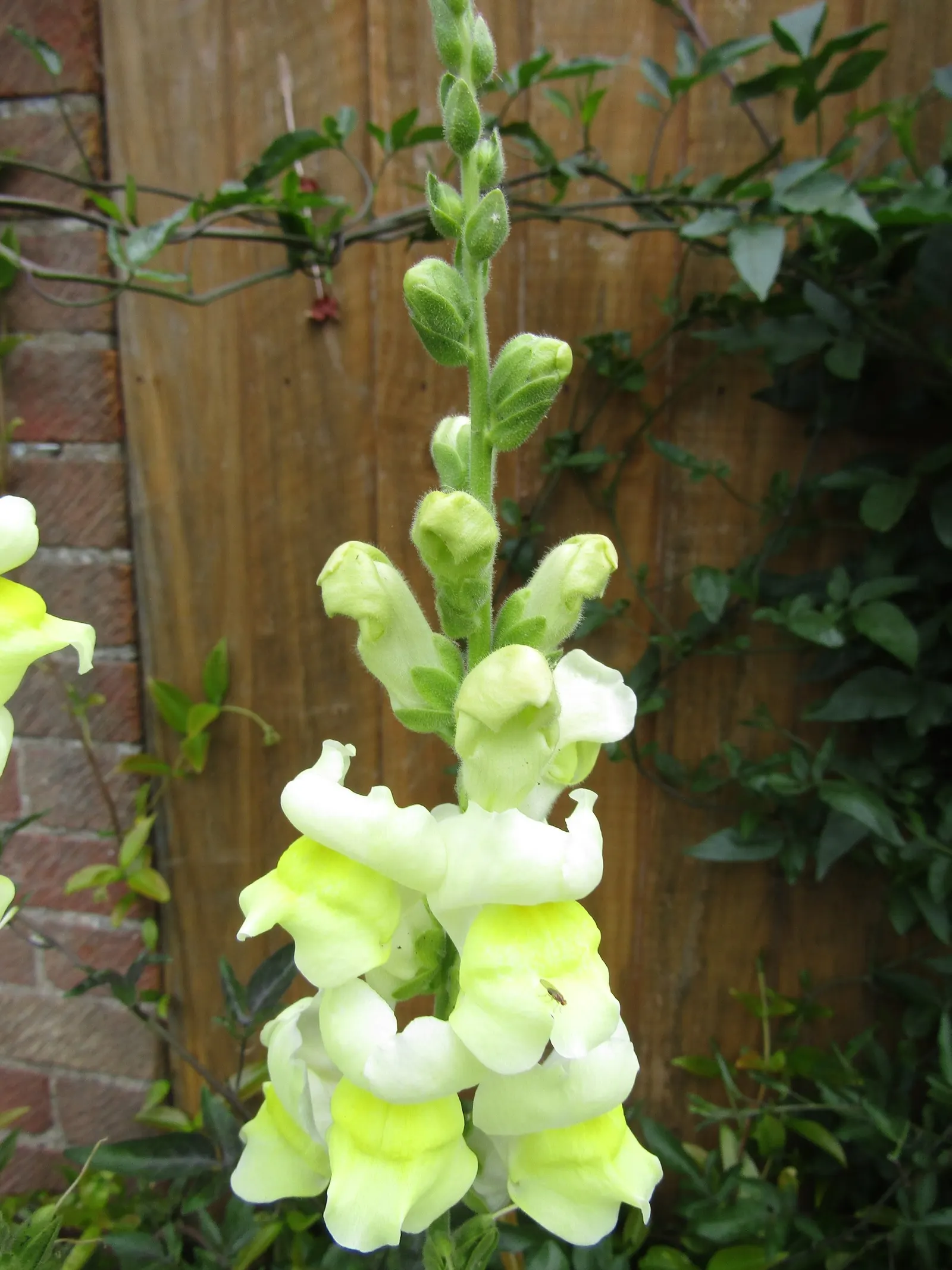 Snapdragon (Antirrhinum Majus) — When incorporating snapdragons into your landscape design; for maximal flowering, fertilize with a balanced flower, image 131