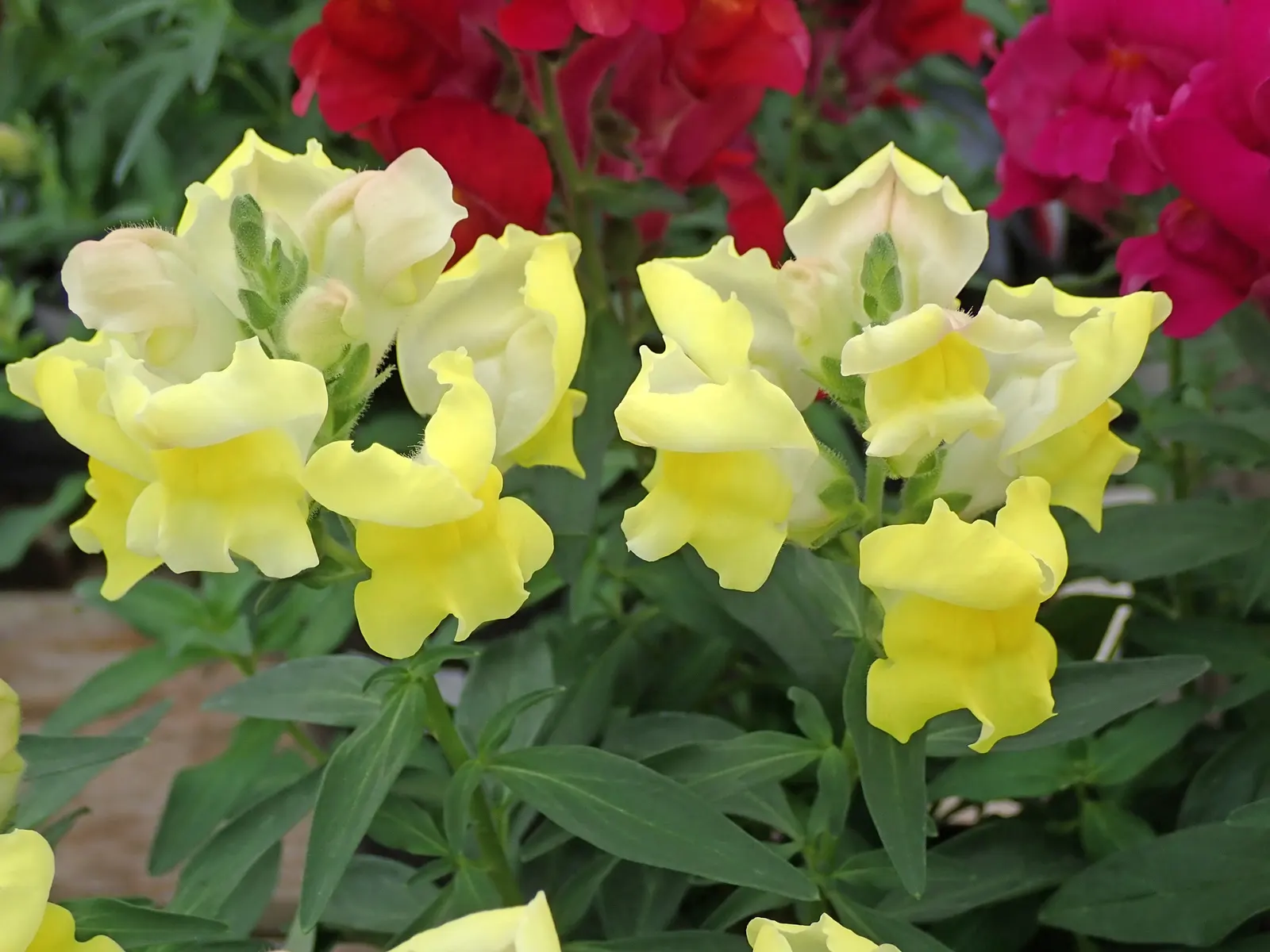 Snapdragon (Antirrhinum Majus) — with stalks densely packed with buds that bloom into an impressive display; pink flowers in the garden, image 56