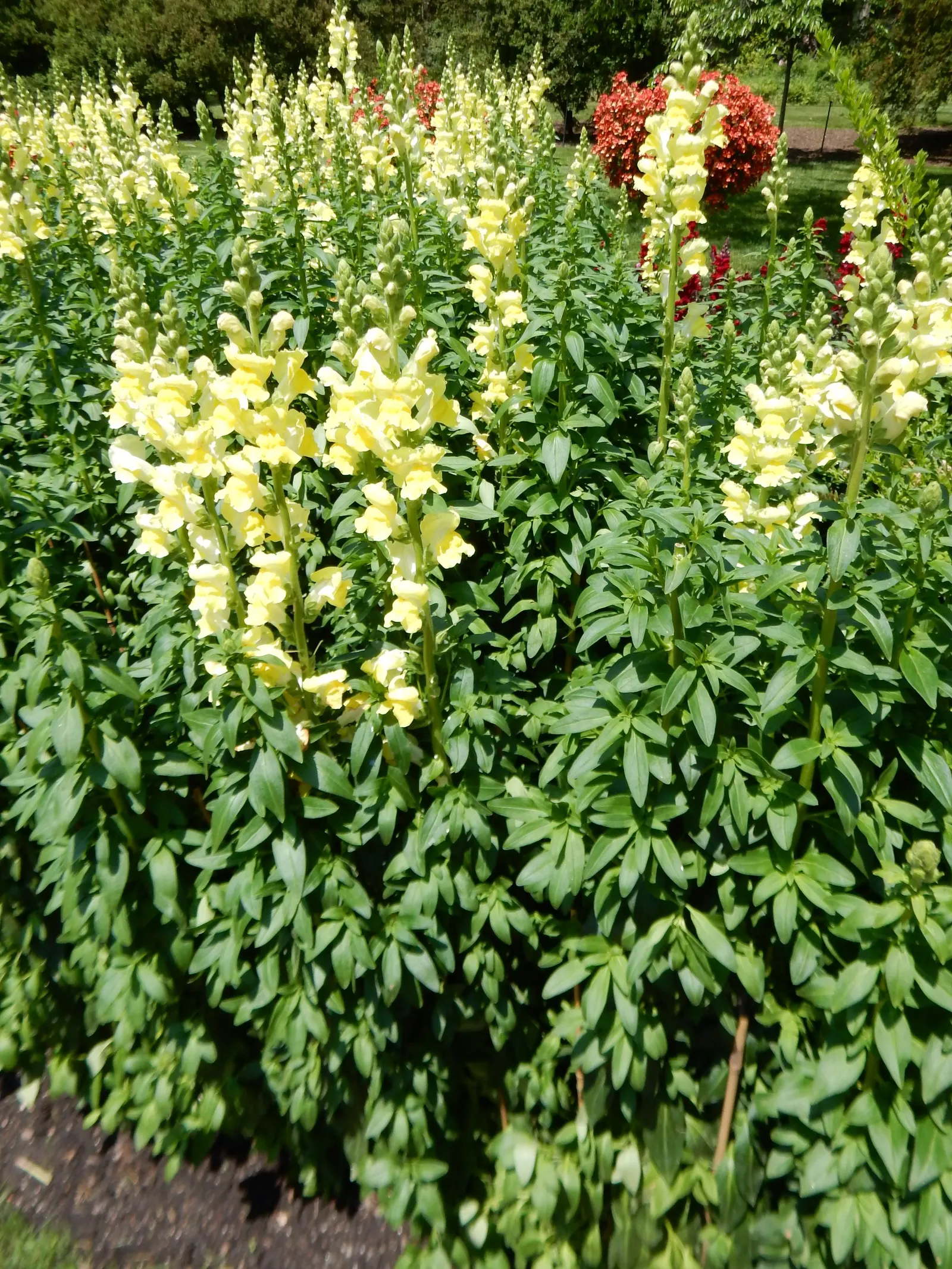 Snapdragon (Antirrhinum Majus) — Blooms from late spring to fall, adding vertical interest and vivid color to borders