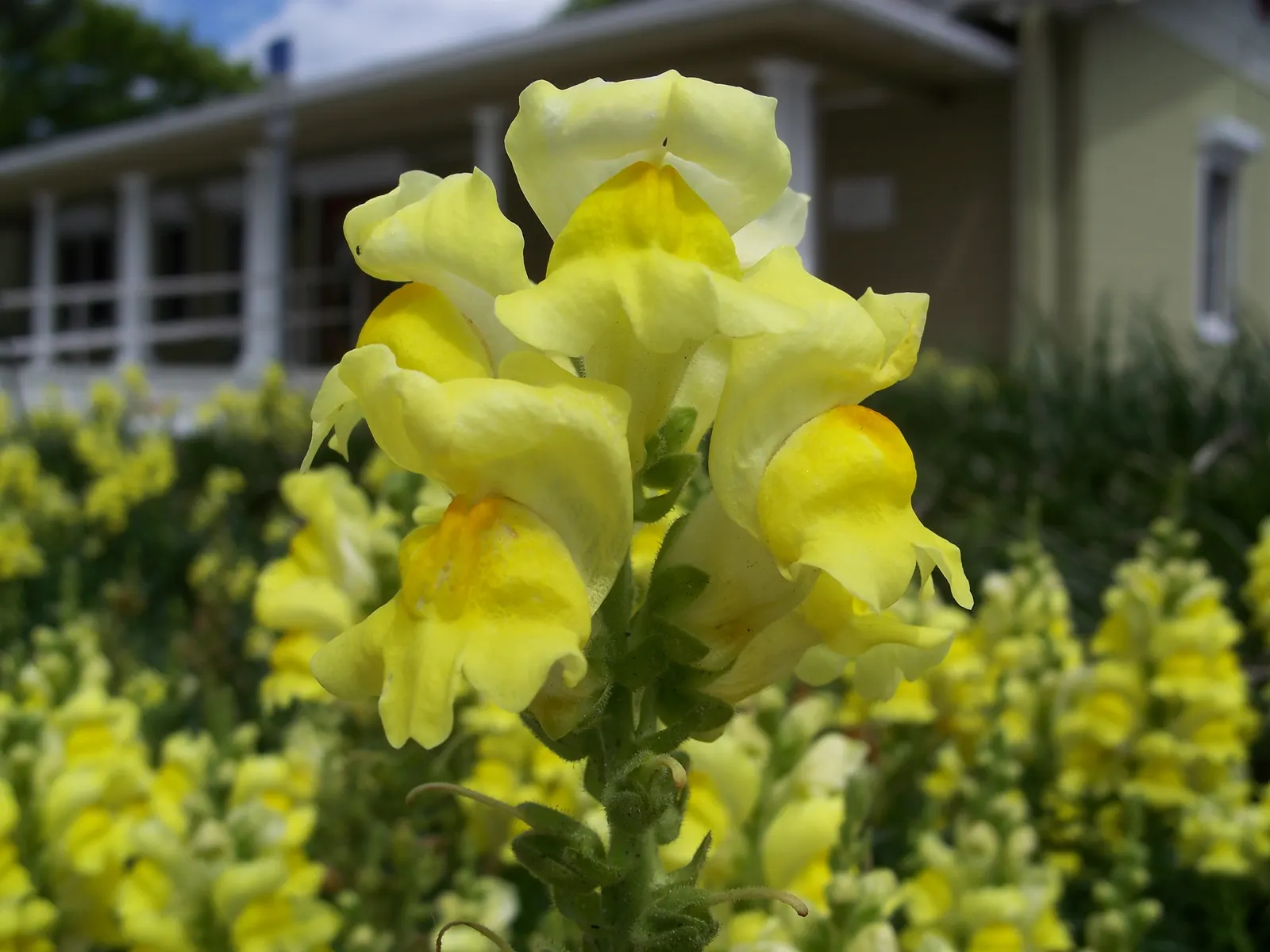 Snapdragon (Antirrhinum Majus) — For maximal flowering, fertilize with a balanced flower fertilizer and deadhead spent blooms promptly; antirrhinum, image 86