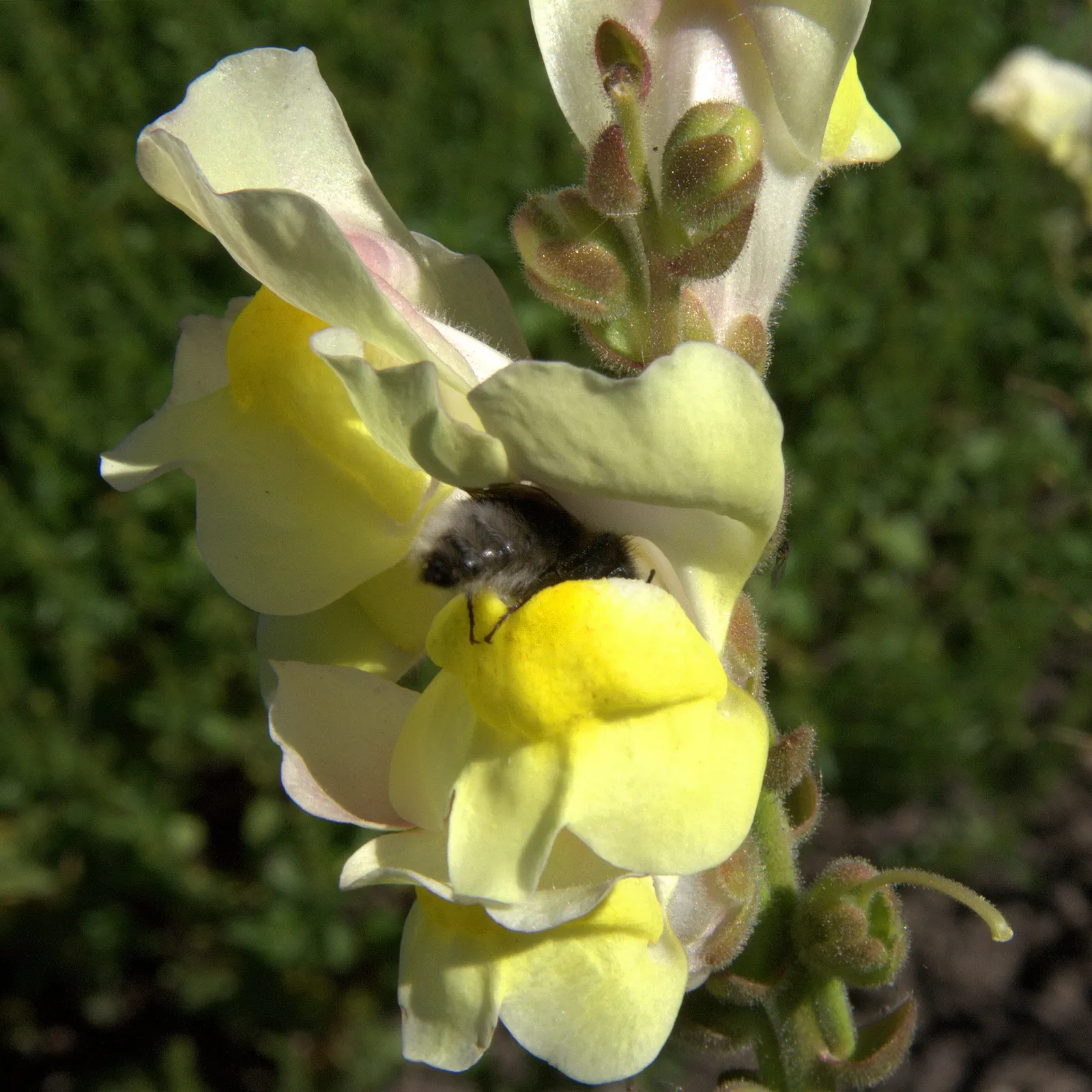 Snapdragon (Antirrhinum Majus) — requiring at least 6 hours of direct light each day, image 58