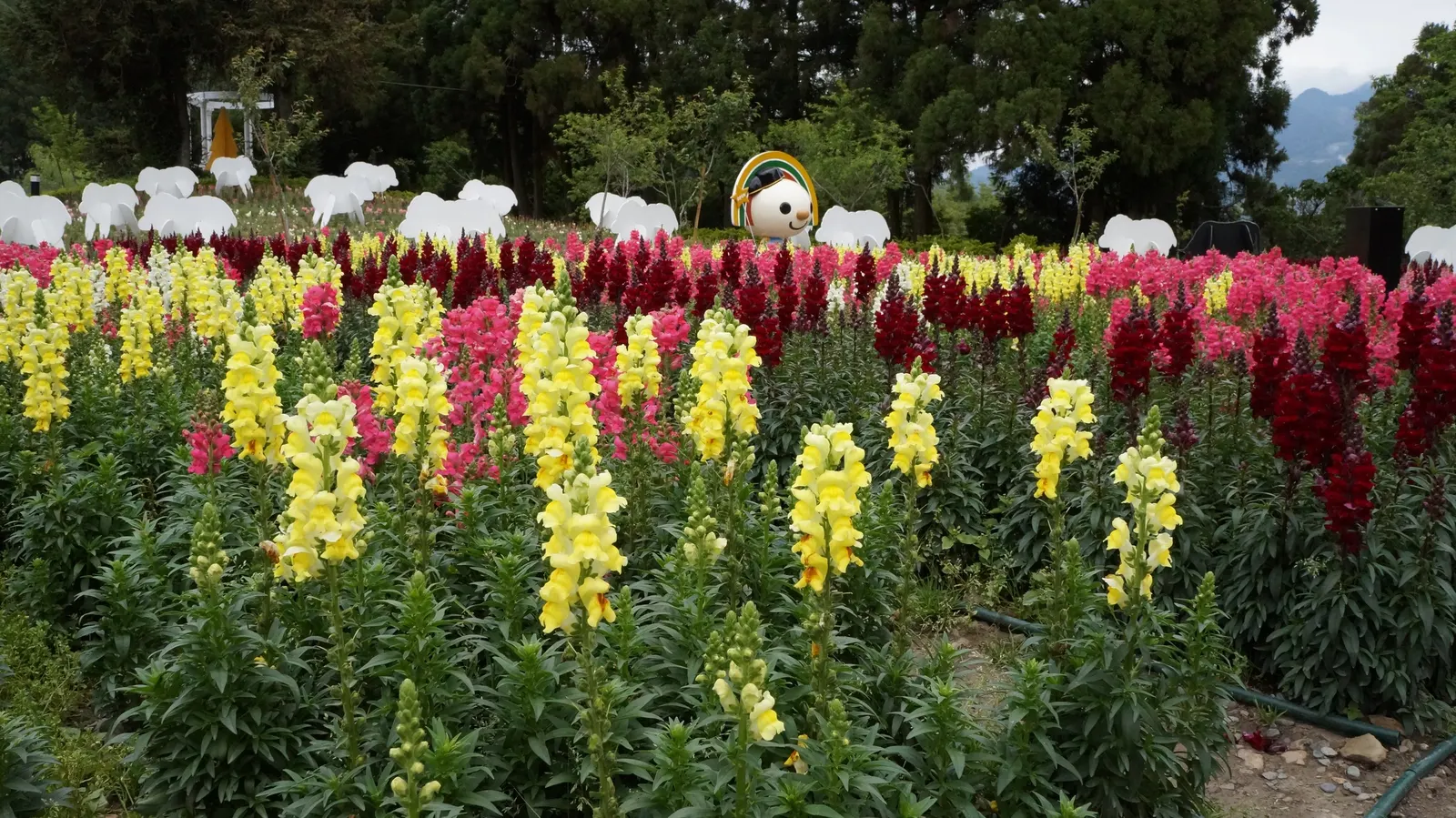 Snapdragon (Antirrhinum Majus) — requiring at least 6 hours of direct light each day, image 127