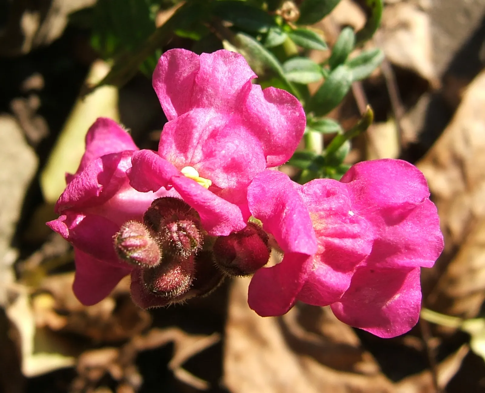 Snapdragon (Antirrhinum Majus) — For maximal flowering, fertilize with a balanced flower fertilizer and deadhead spent blooms promptly; antirrhinum majus