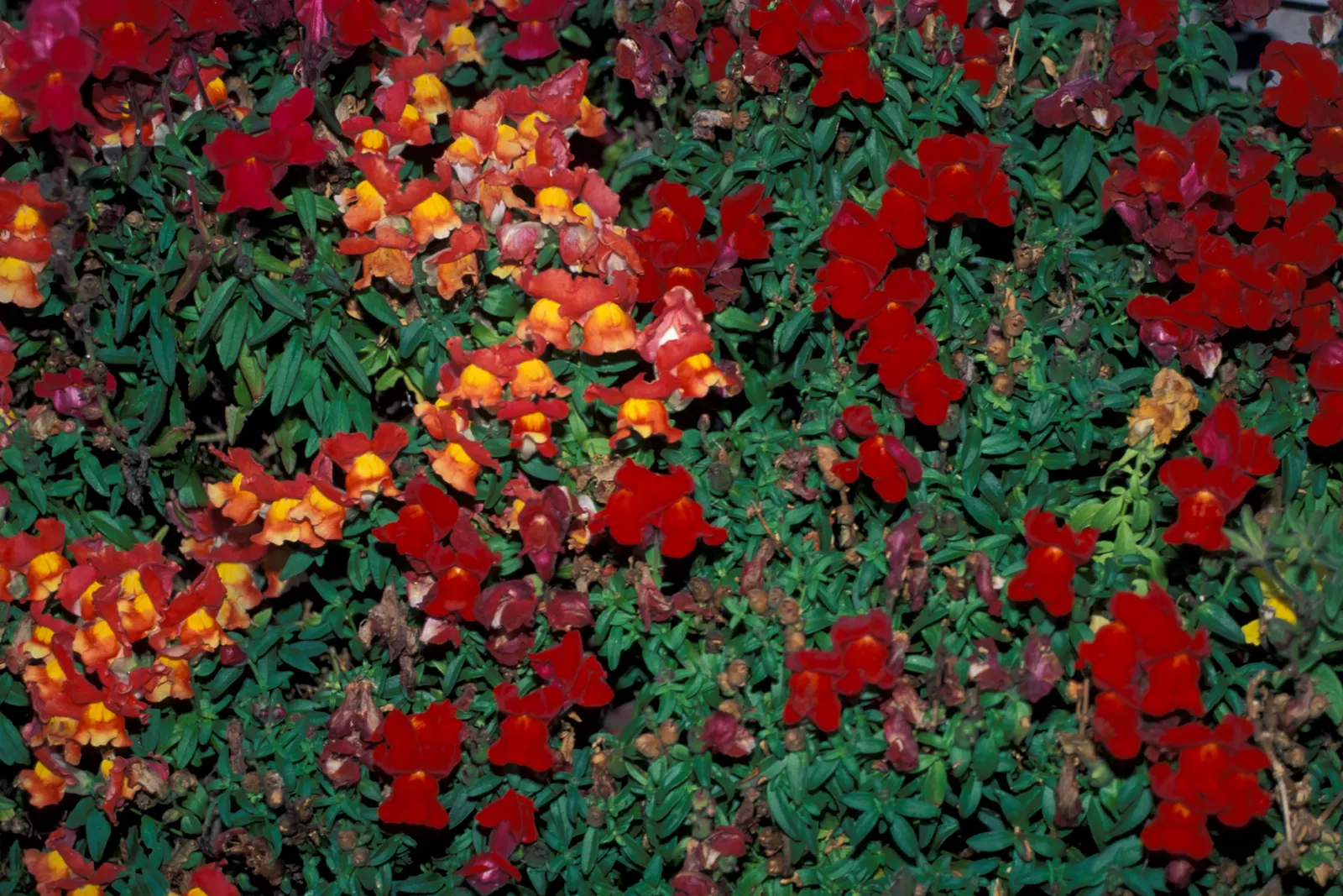 Snapdragon (Antirrhinum Majus) — It is important to select a site with well-drained soil; extending from spring through the first frost