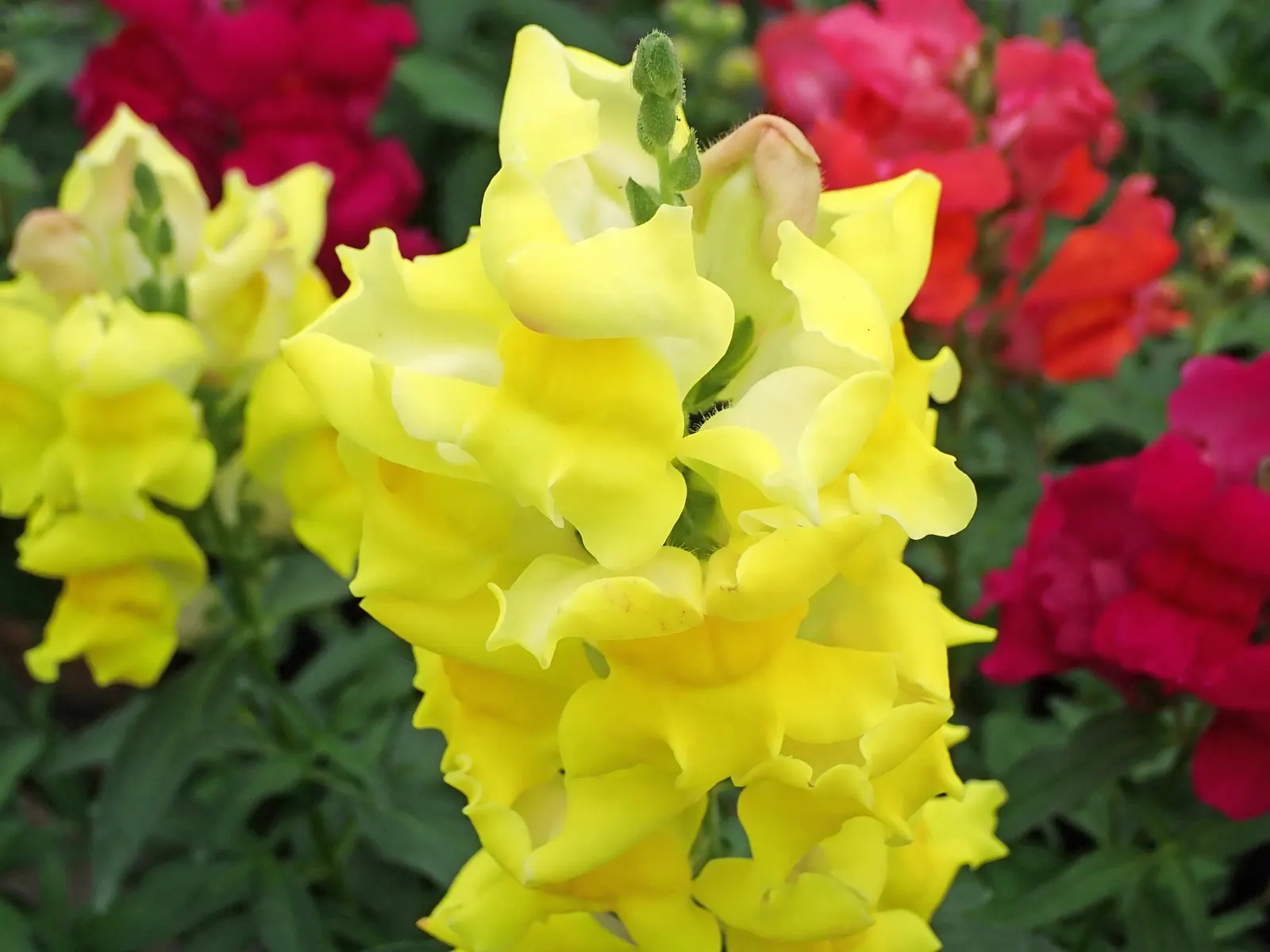 Snapdragon (Antirrhinum Majus) — Each variant presents a striking addition to any garden, with potential use in borders, beds, or containers; with, image 130