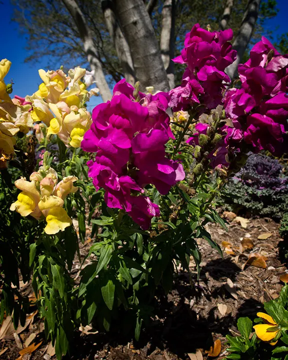 Snapdragon (Antirrhinum Majus) — They prefer cooler climates and flourish in full to partial sunlight