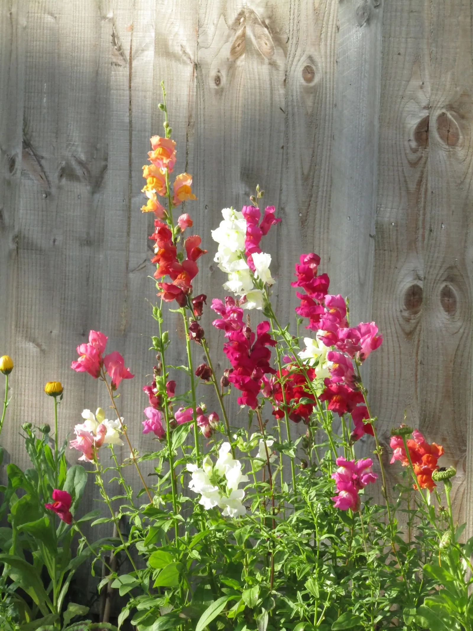 Snapdragon (Antirrhinum Majus) — therefore providing a delightful duration of color and textural interest in your garden