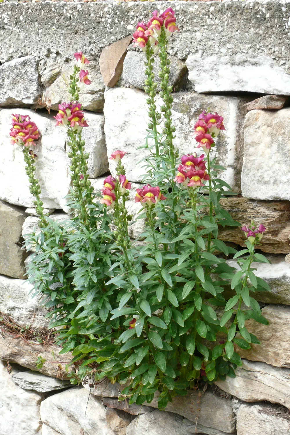Snapdragon (Antirrhinum Majus) — Each variant presents a striking addition to any garden, with potential use in borders, beds, or containers; with, image 107