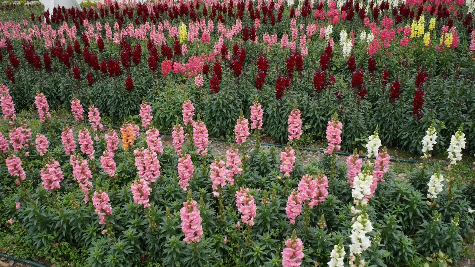 Snapdragon (Antirrhinum Majus) — pink flowers in the garden