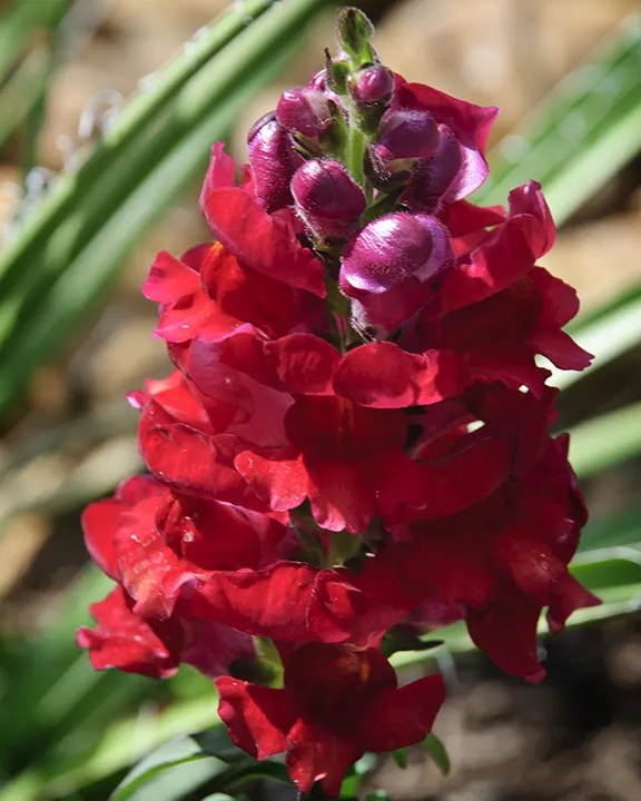 Snapdragon (Antirrhinum Majus) — Deadheading encourages prolonged flowering