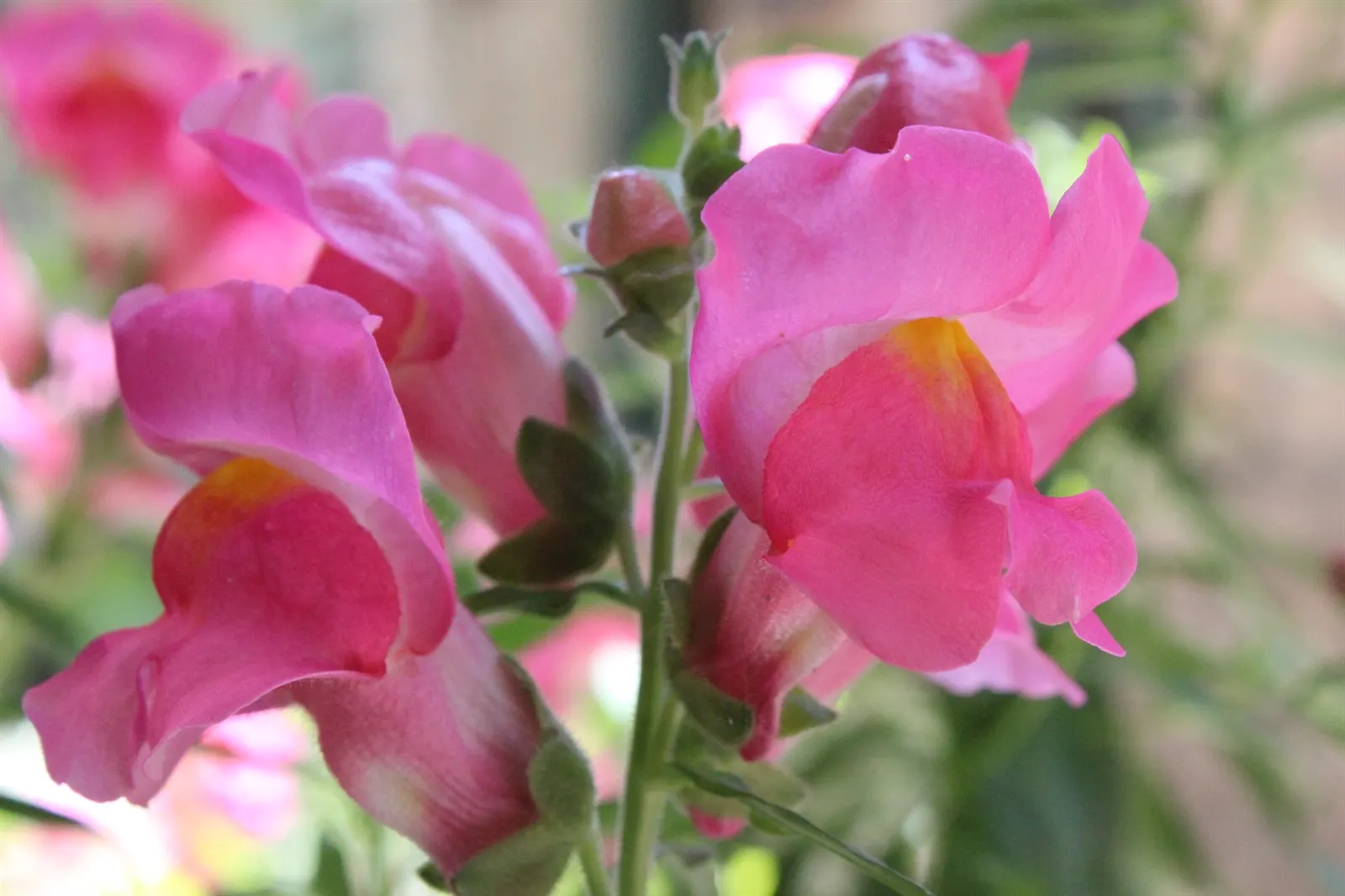Snapdragon (Antirrhinum Majus) — Deadheading encourages prolonged flowering; snapdragons grow to a height of 1 to 3 feet, image 120