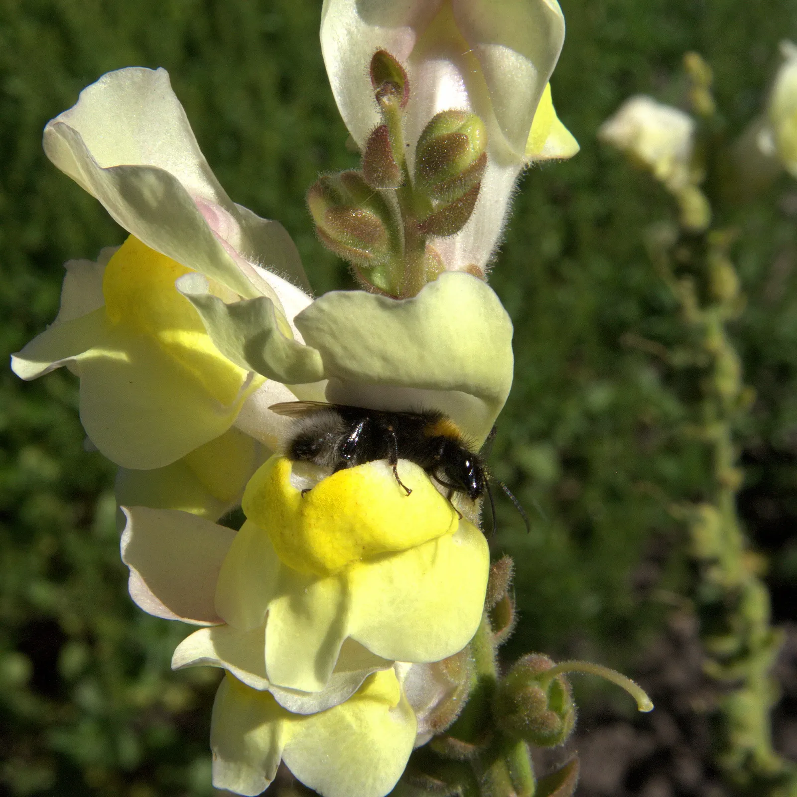 Snapdragon (Antirrhinum Majus) — They prefer cooler climates and flourish in full to partial sunlight; deadheading encourages prolonged flowering, image 172
