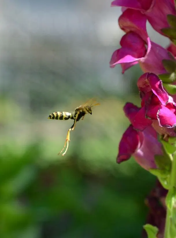 Snapdragon (Antirrhinum Majus) — Suitable for cutting gardens; when incorporating snapdragons into your landscape design