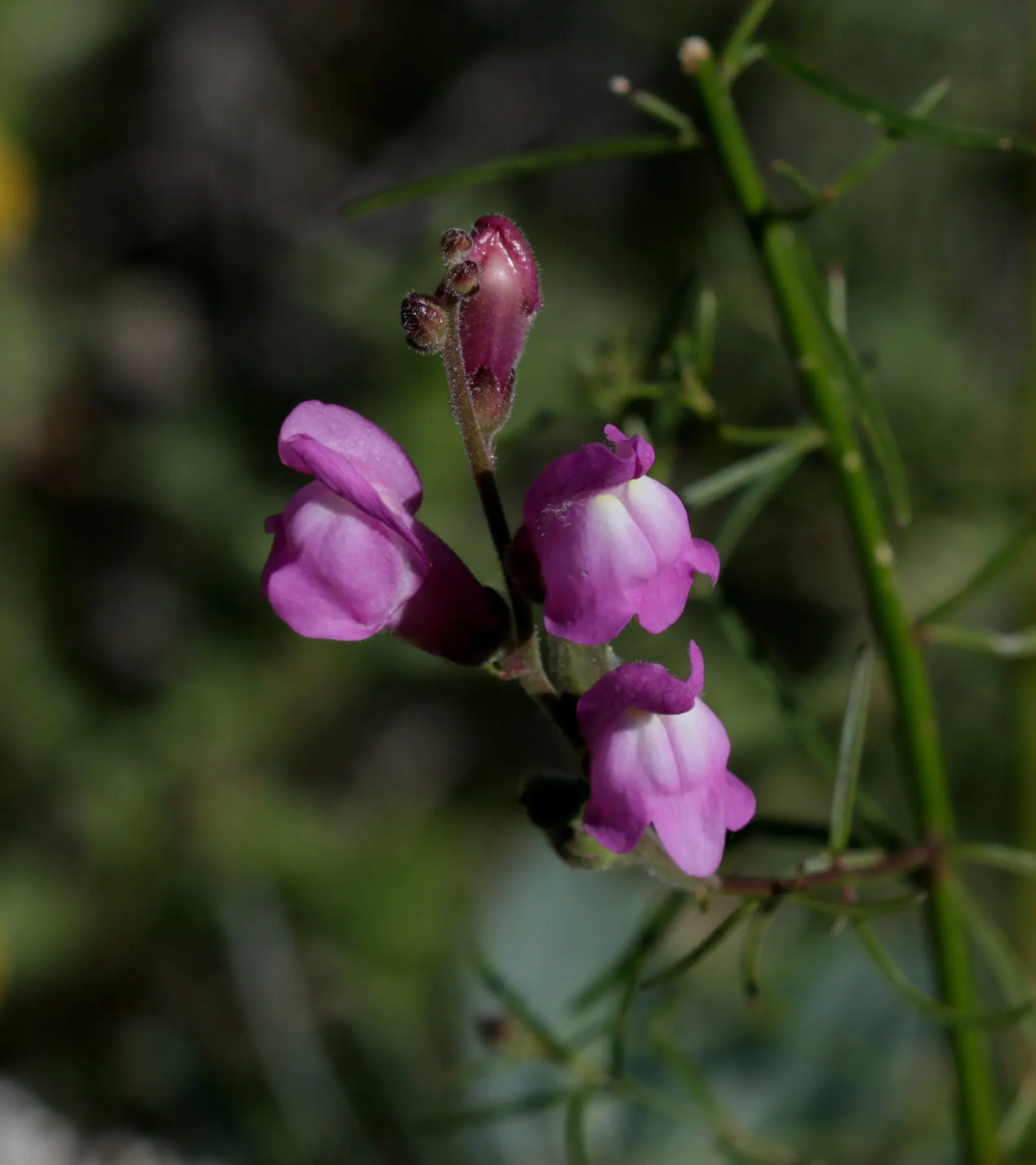 Snapdragon (Antirrhinum Majus) — and tall varieties (30 to 48 inches); snapdragon prefers full sun to partial shade and well-drained soil, image 106