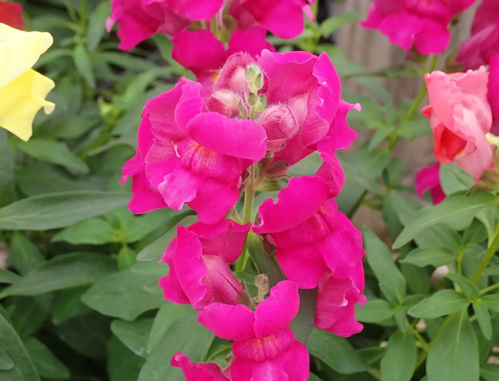 Snapdragon (Antirrhinum Majus) — When incorporating snapdragons into your landscape design; for maximal flowering, fertilize with a balanced flower, image 62