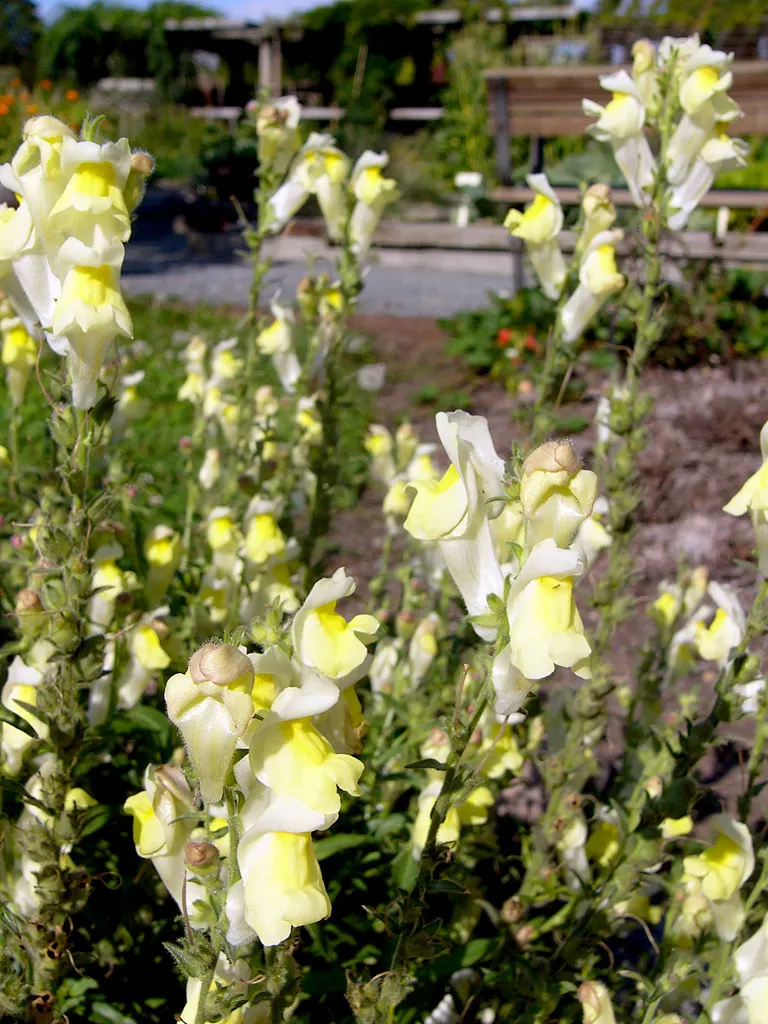 Snapdragon (Antirrhinum Majus) — This encourages a longer blooming season; snapdragons can provide a perennial-like annual presence in many, image 179