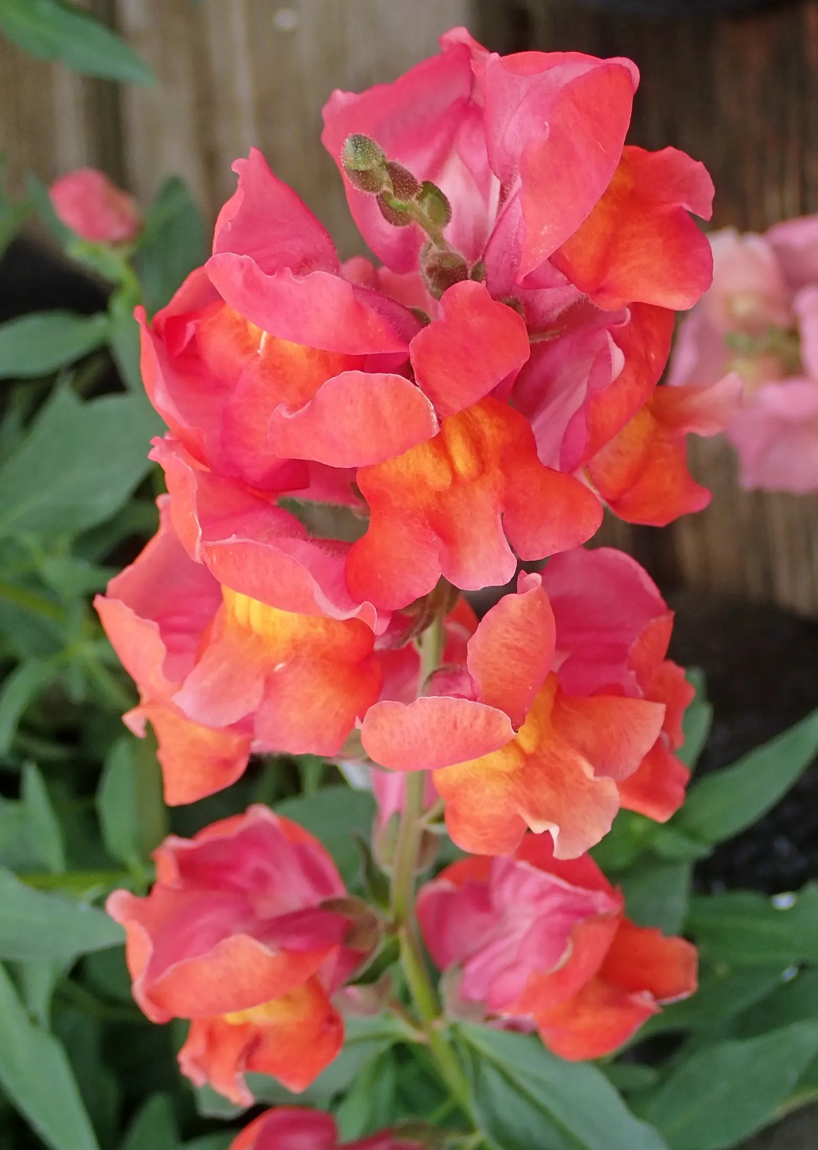 Snapdragon (Antirrhinum Majus) — Snapdragon prefers full sun to partial shade and well-drained soil; this encourages a longer blooming season, image 187