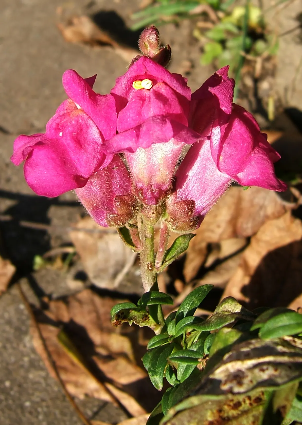 Snapdragon (Antirrhinum Majus) — This encourages a longer blooming season; snapdragons can provide a perennial-like annual presence in many, image 64