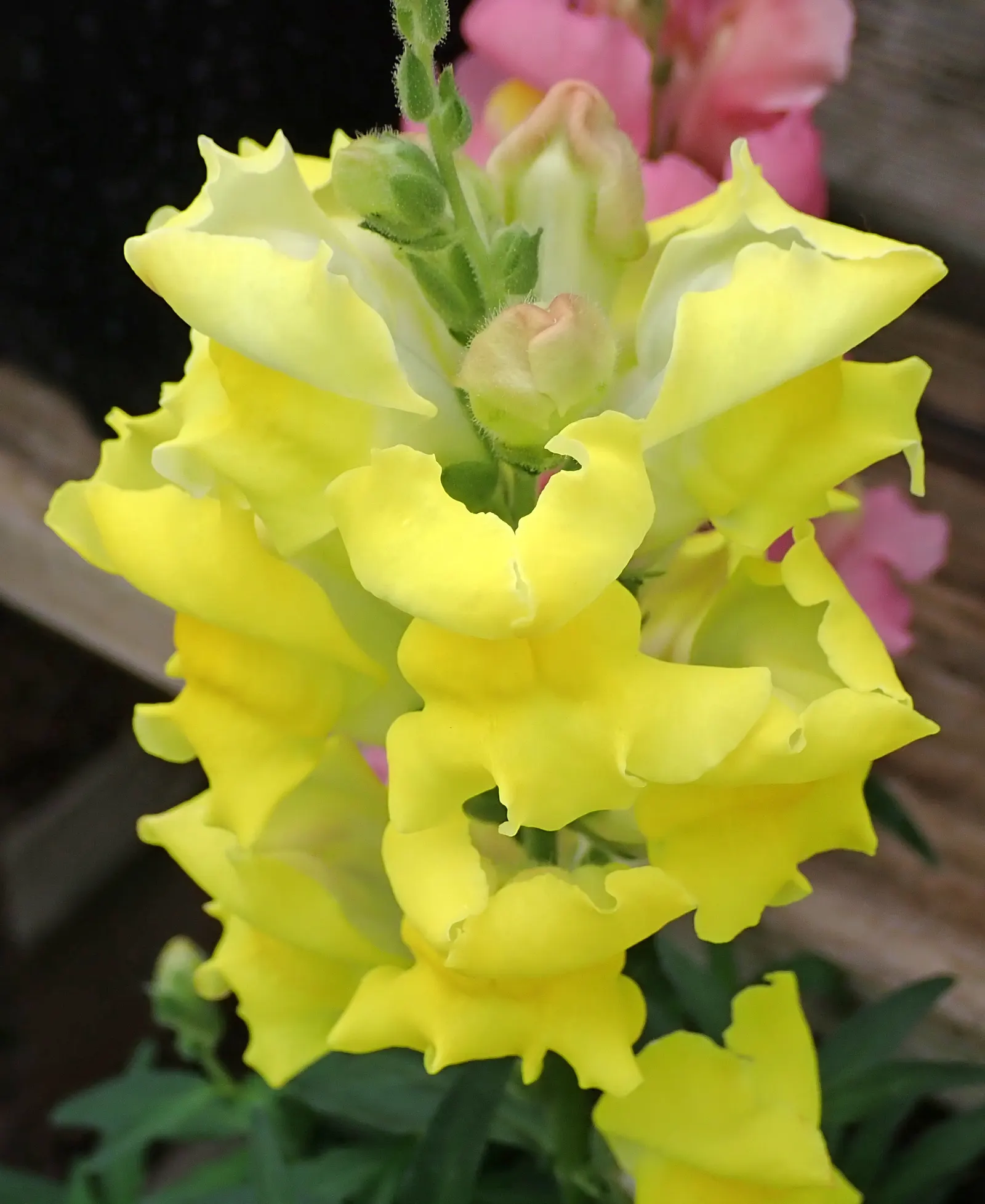 Snapdragon (Antirrhinum Majus) — and tall varieties (30 to 48 inches); snapdragon prefers full sun to partial shade and well-drained soil, image 152