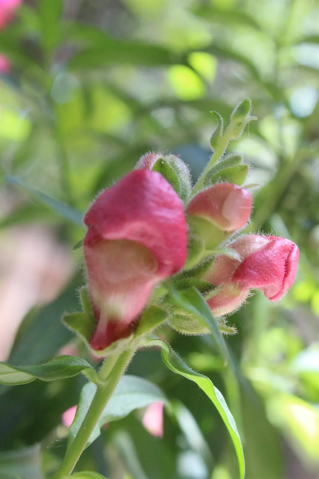 Snapdragon (Antirrhinum Majus) — Blooms from late spring to fall, adding vertical interest and vivid color to borders; it features tubular, image 119