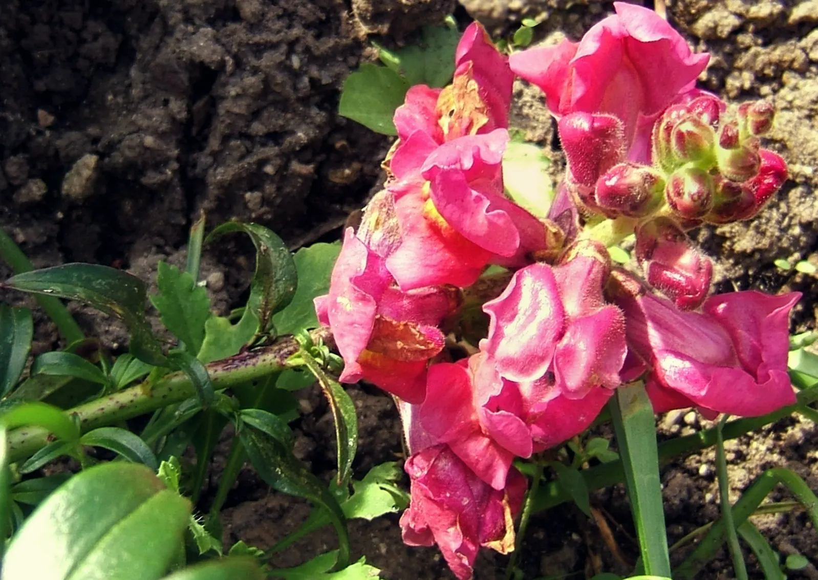 Snapdragon (Antirrhinum Majus) — Suitable for cutting gardens; when incorporating snapdragons into your landscape design, image 52