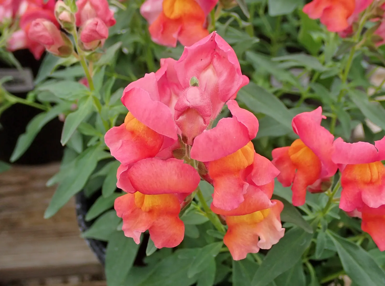 Snapdragon (Antirrhinum Majus) — It is important to select a site with well-drained soil