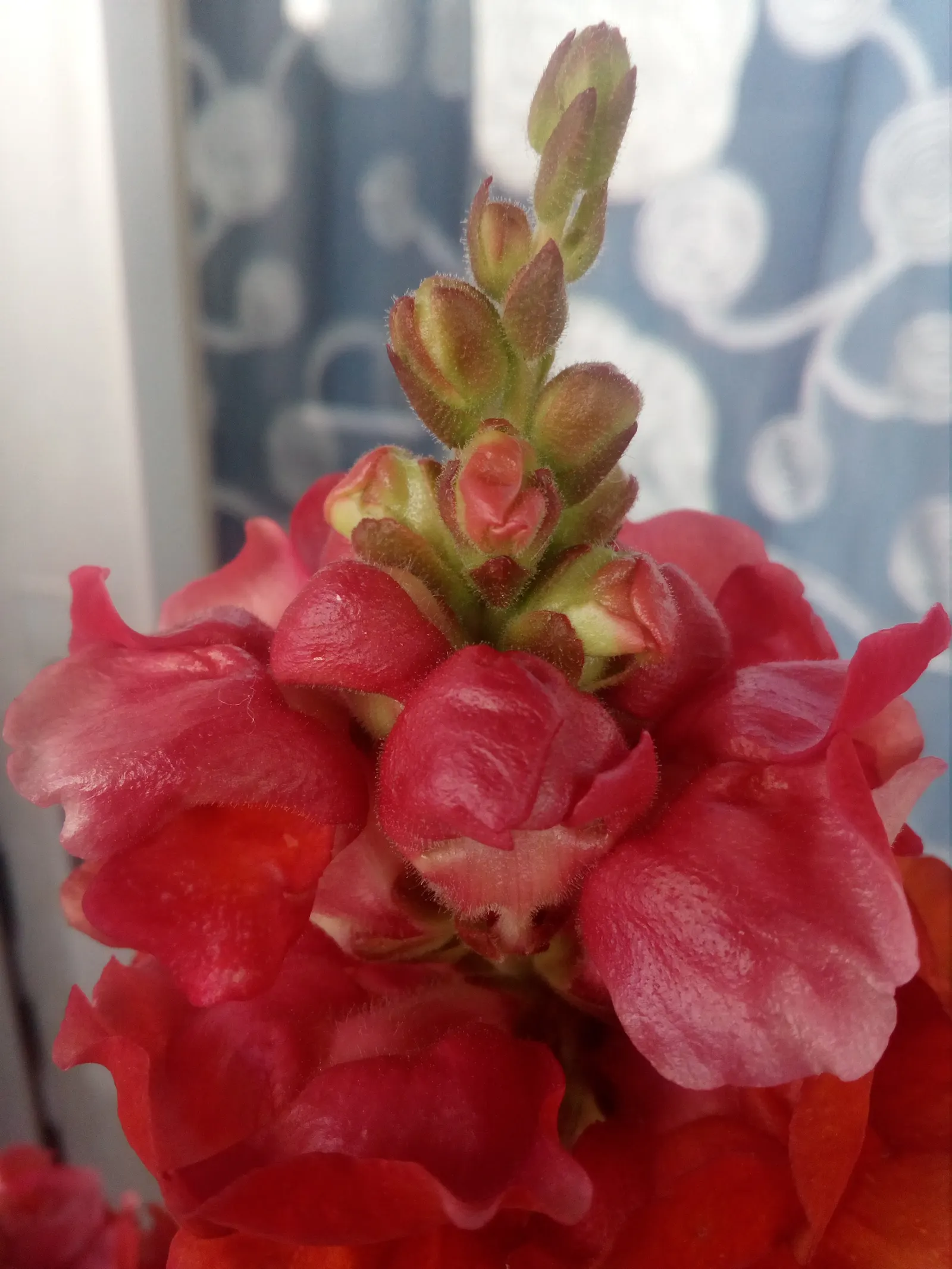 Snapdragon (Antirrhinum Majus) — snapdragons can provide a perennial-like annual presence in many gardens.<br><br>Typically; recognized for their, image 54