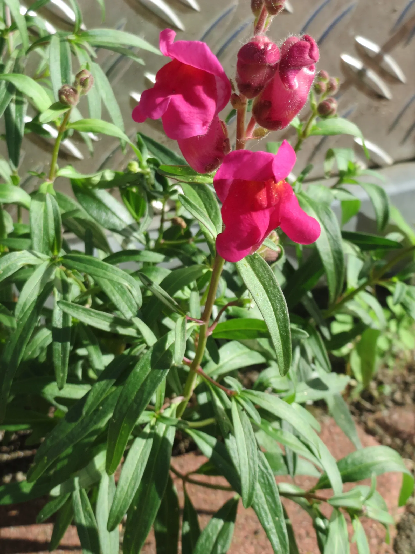 Snapdragon (Antirrhinum Majus) — This encourages a longer blooming season; snapdragons can provide a perennial-like annual presence in many, image 156