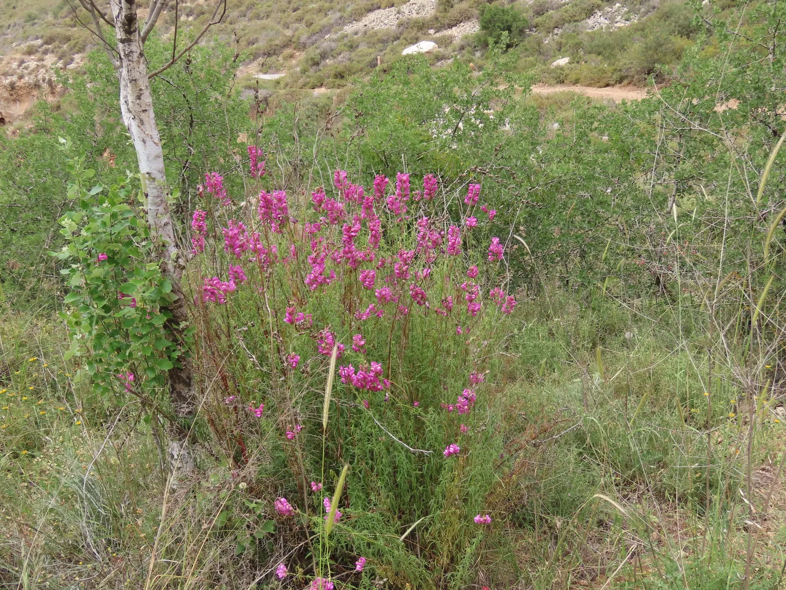 Snapdragon (Antirrhinum Majus) — extending from spring through the first frost