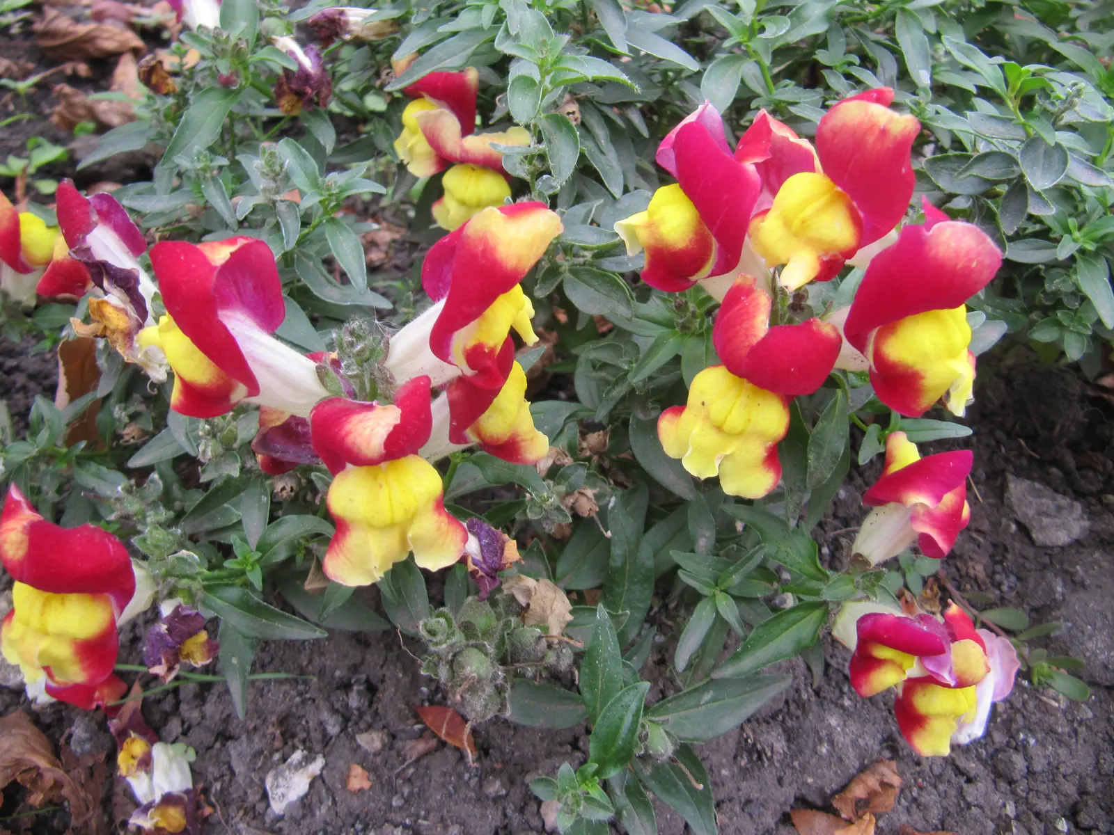 Snapdragon (Antirrhinum Majus) — annual for full or half; therefore providing a delightful duration of color and textural interest in your garden, image 115