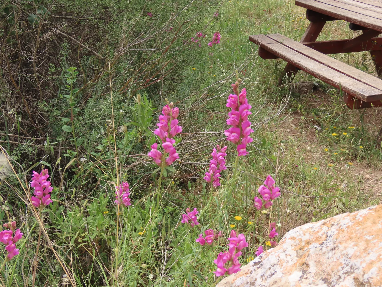 Snapdragon (Antirrhinum Majus) — Each variant presents a striking addition to any garden, with potential use in borders, beds, or containers; with, image 84