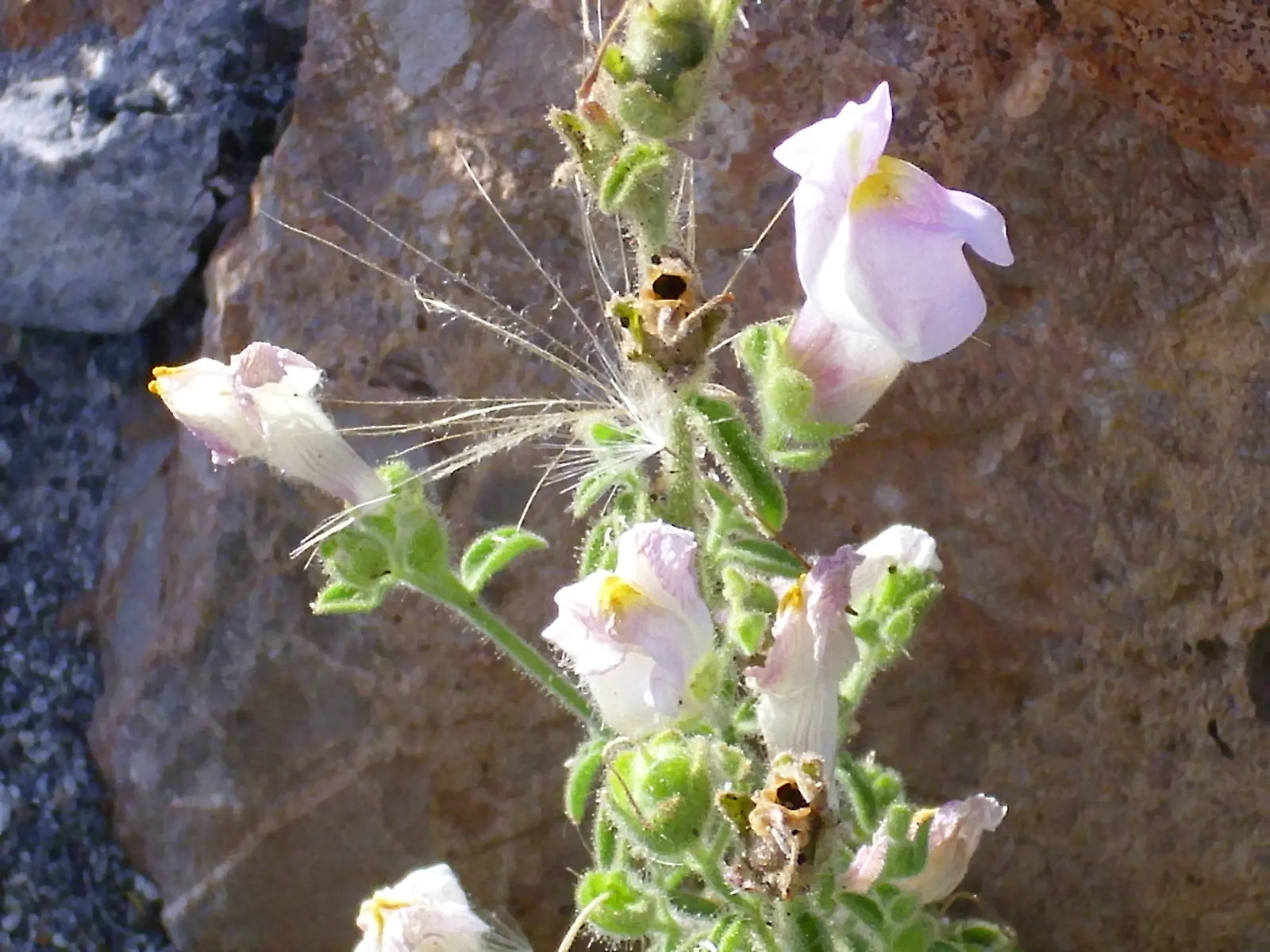 Snapdragon (Antirrhinum Majus) — It features tubular, two-lipped flowers in a variety of hues and can reach 1-3 feet in height; they prefer cooler, image 71