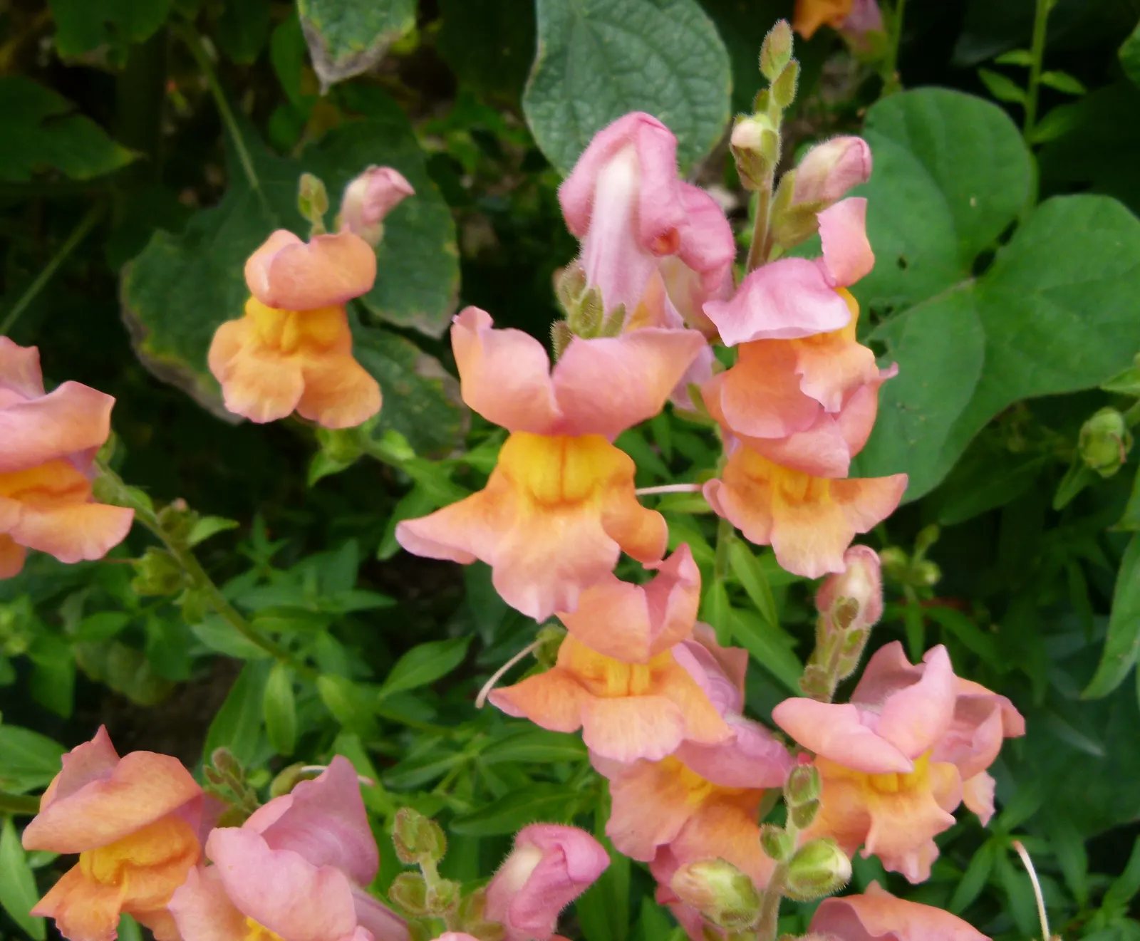 Snapdragon (Antirrhinum Majus) — snapdragons can provide a perennial-like annual presence in many gardens.<br><br>Typically