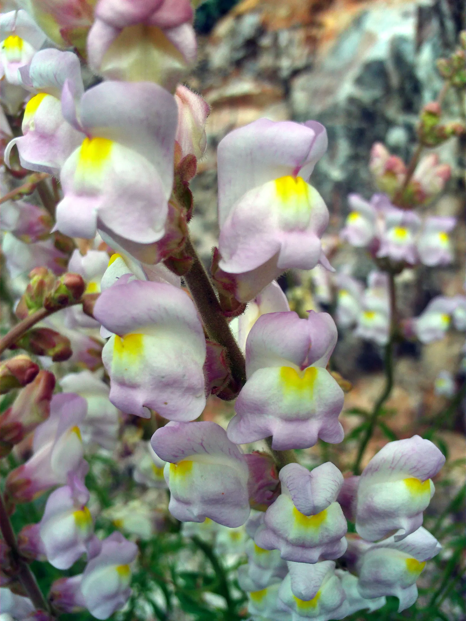 Snapdragon (Antirrhinum Majus) — with stalks densely packed with buds that bloom into an impressive display; pink flowers in the garden, image 171