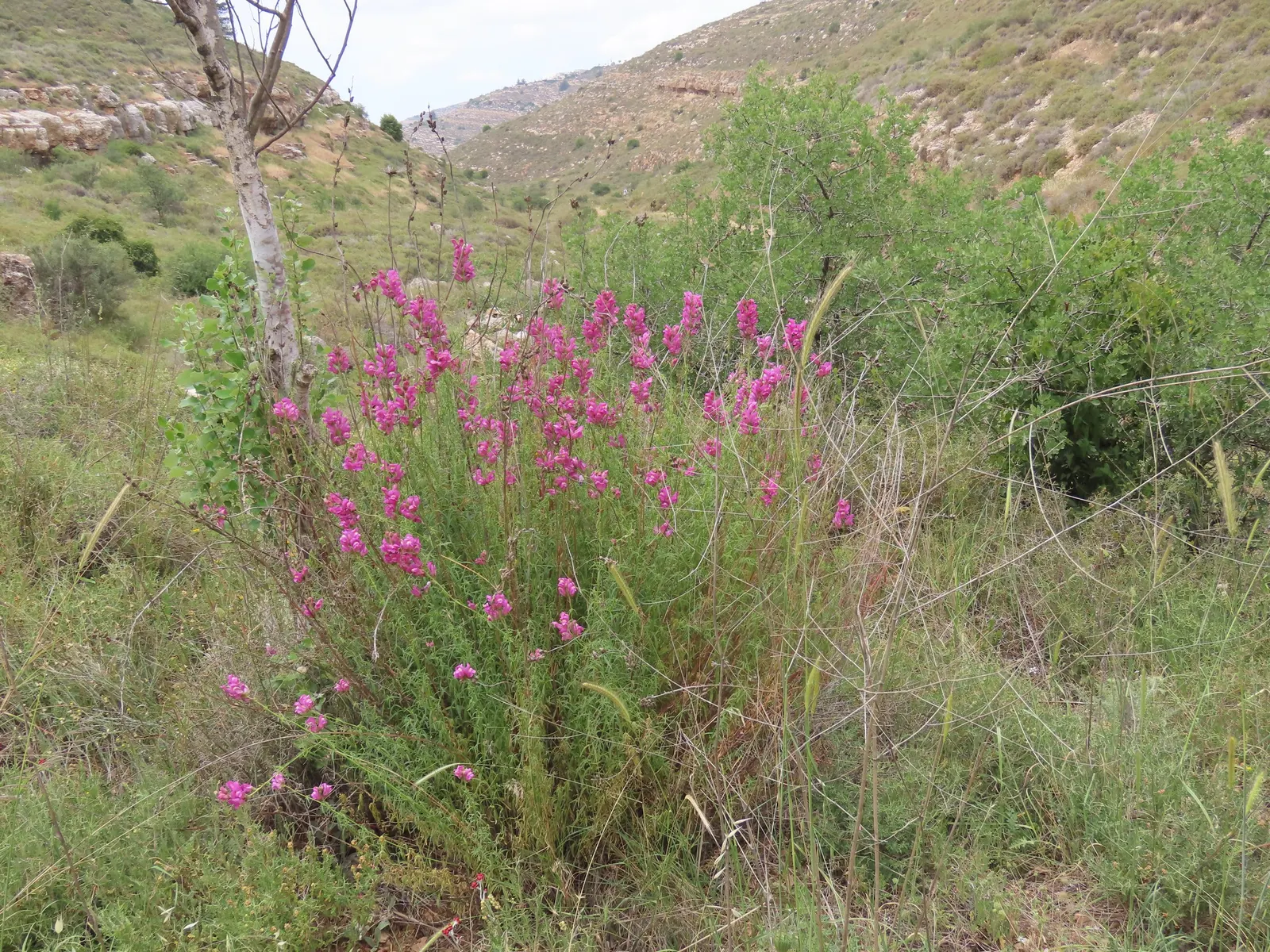 Snapdragon (Antirrhinum Majus) — and tall varieties (30 to 48 inches); snapdragon prefers full sun to partial shade and well-drained soil, image 83
