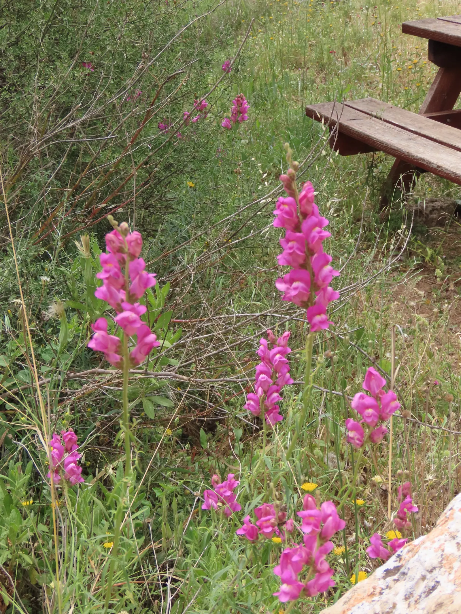 Snapdragon (Antirrhinum Majus) — Antirrhinum majus, commonly called Snapdragon, is a popular perennial often grown as an annual; blooms from late, image 185