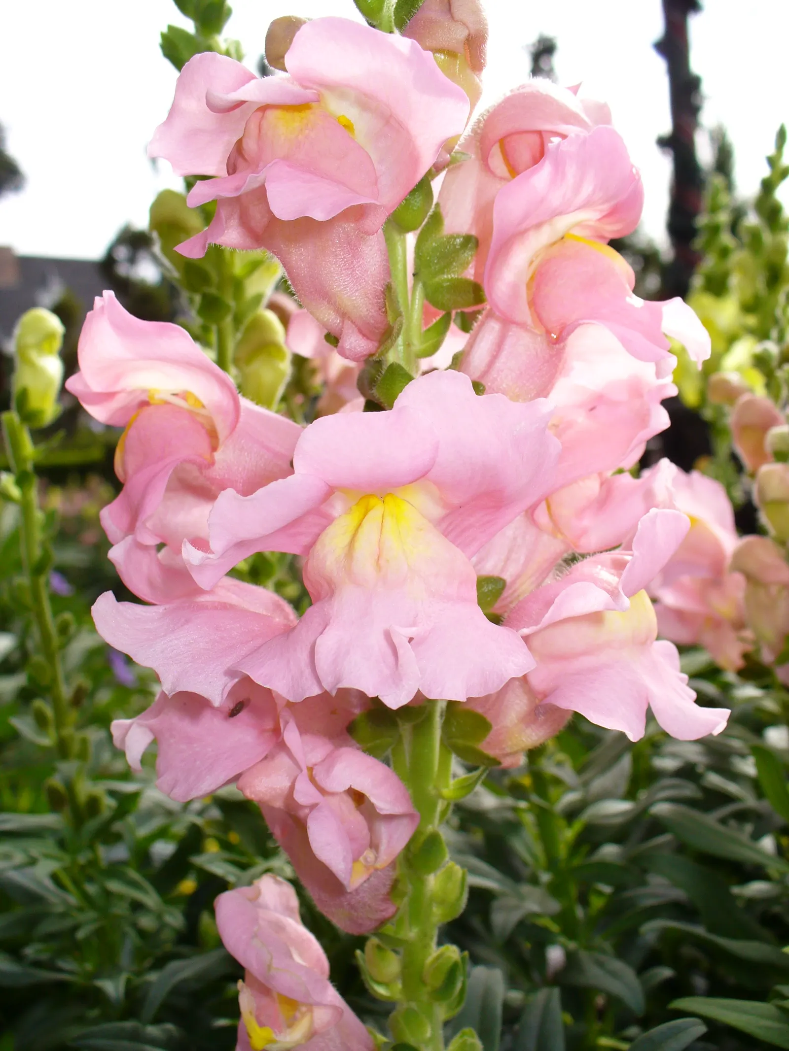 Snapdragon (Antirrhinum Majus) — Snapdragon prefers full sun to partial shade and well-drained soil; this encourages a longer blooming season, image 49