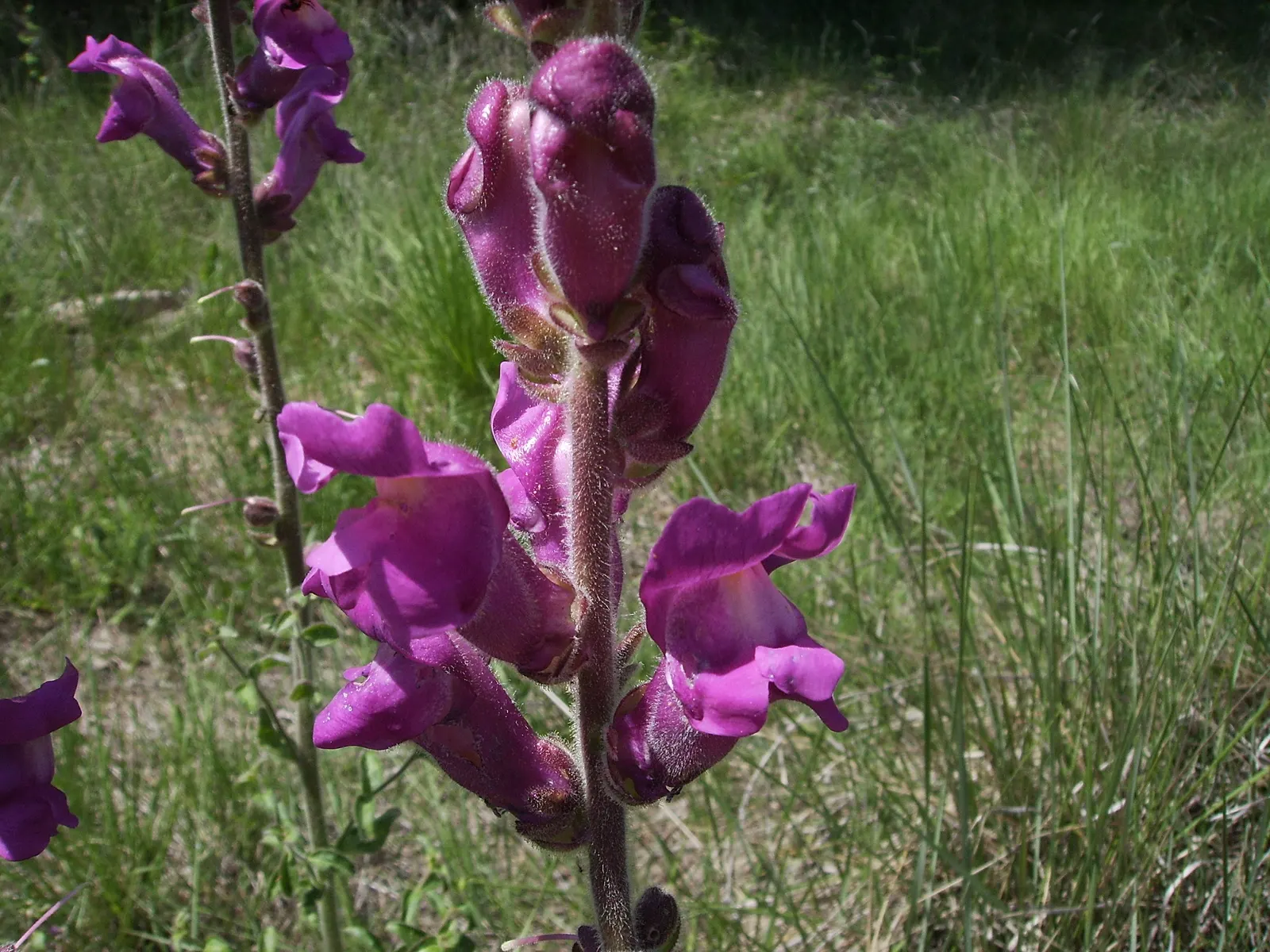 Snapdragon (Antirrhinum Majus) — Recognized for their capability to reseed; annual for full or half, image 53
