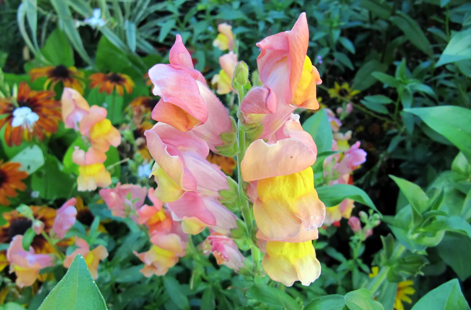 Snapdragon (Antirrhinum Majus) — This encourages a longer blooming season