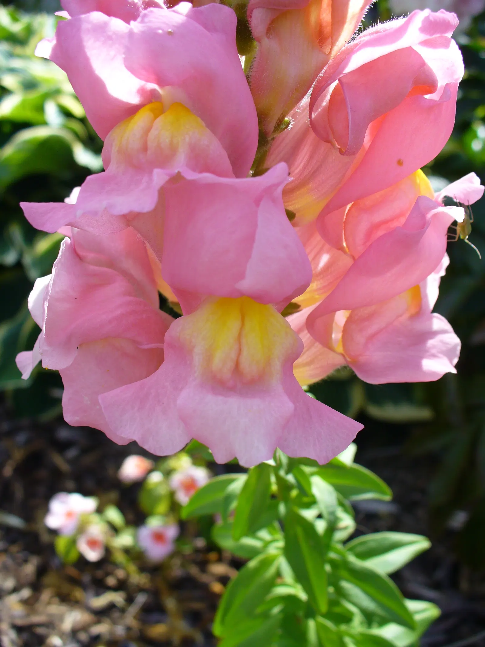 Snapdragon (Antirrhinum Majus) — annual with pink blooms; it is important to select a site with well-drained soil, image 68