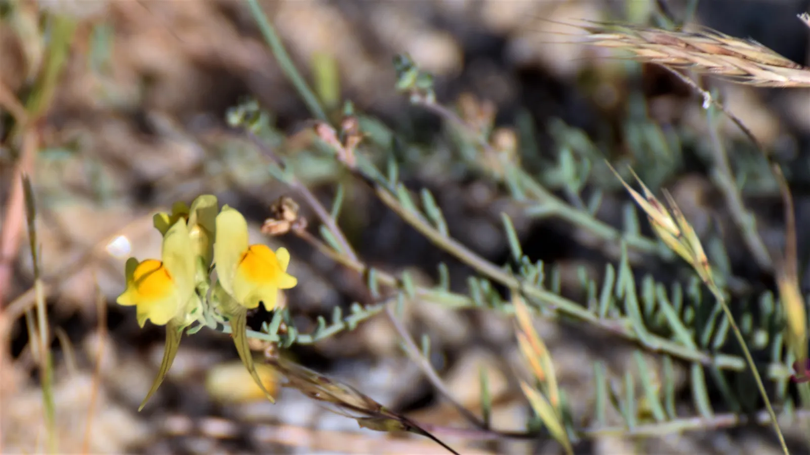 Snapdragon (Antirrhinum Majus) — When incorporating snapdragons into your landscape design; for maximal flowering, fertilize with a balanced flower fertilizer
