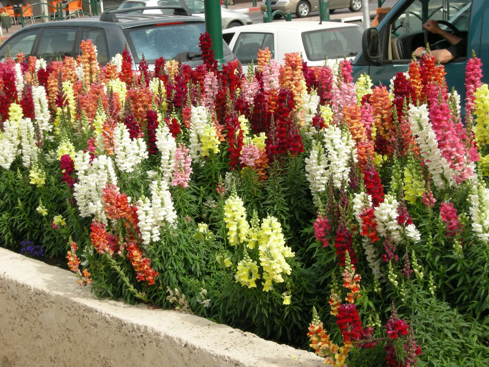 Snapdragon (Antirrhinum Majus) — Blooms from late spring to fall, adding vertical interest and vivid color to borders; it features tubular, image 96