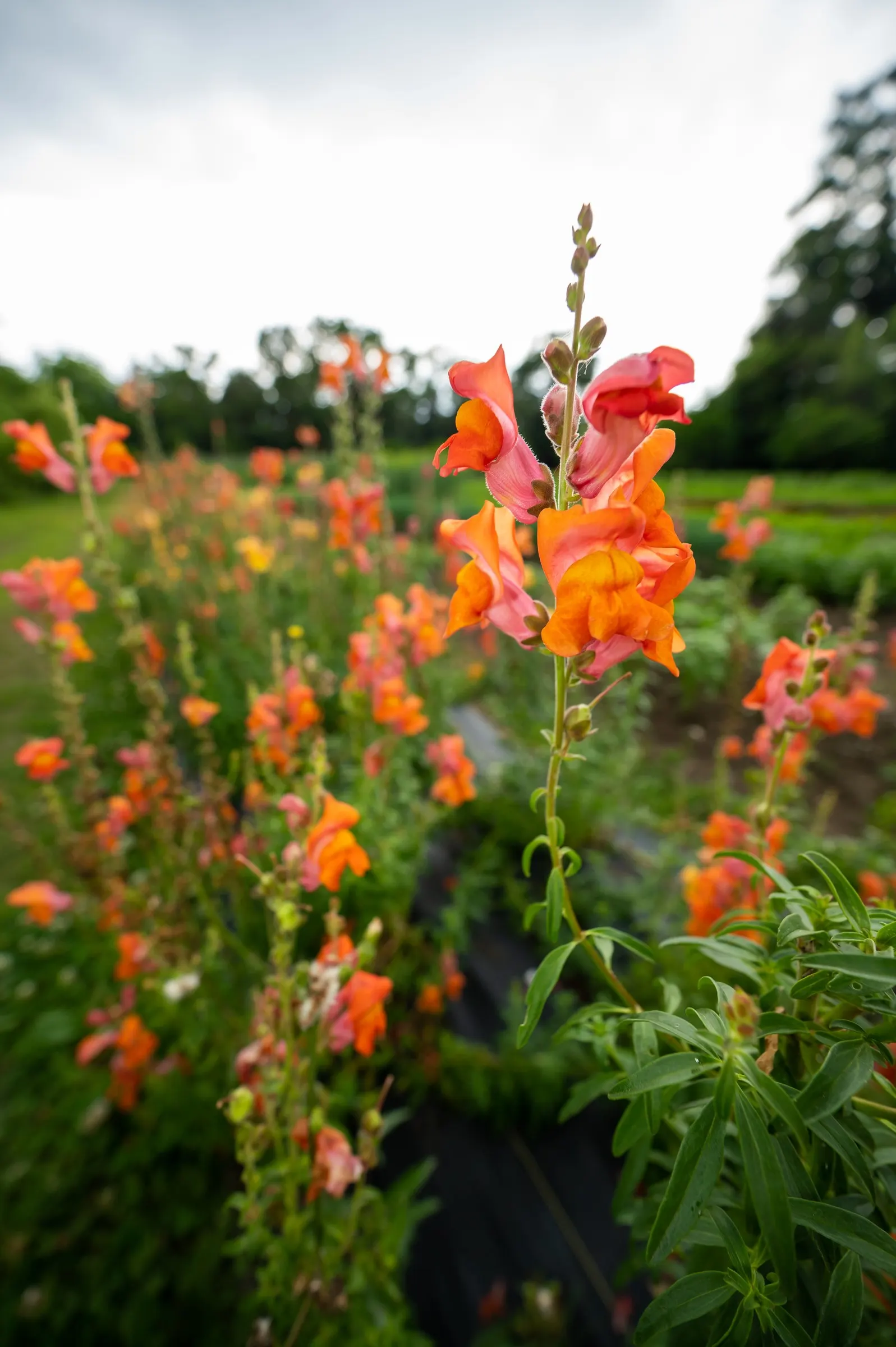Snapdragon (Antirrhinum Majus) — and tall varieties (30 to 48 inches); snapdragon prefers full sun to partial shade and well-drained soil, image 129