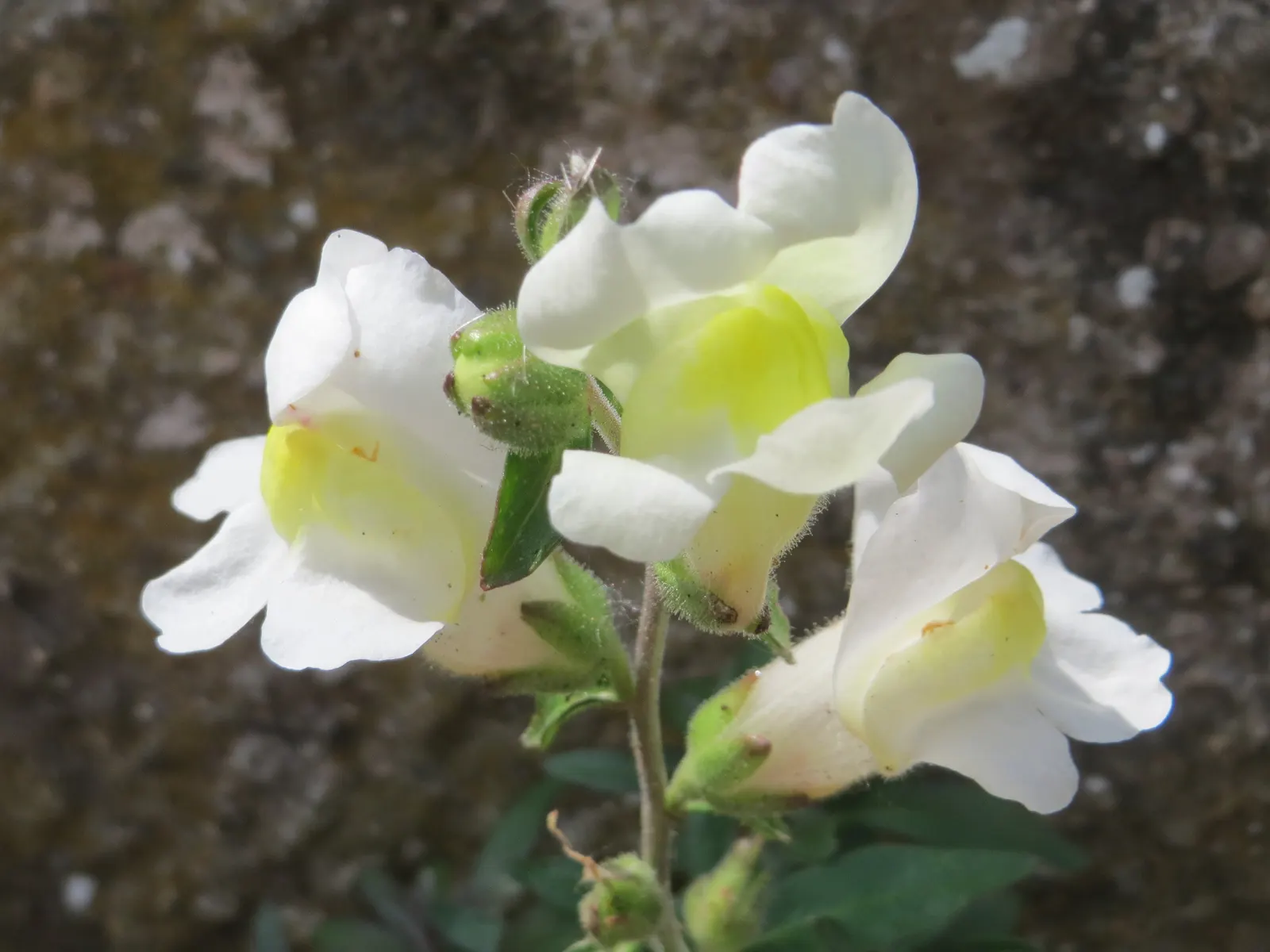 Snapdragon (Antirrhinum Majus) — Recognized for their capability to reseed; annual for full or half, image 145