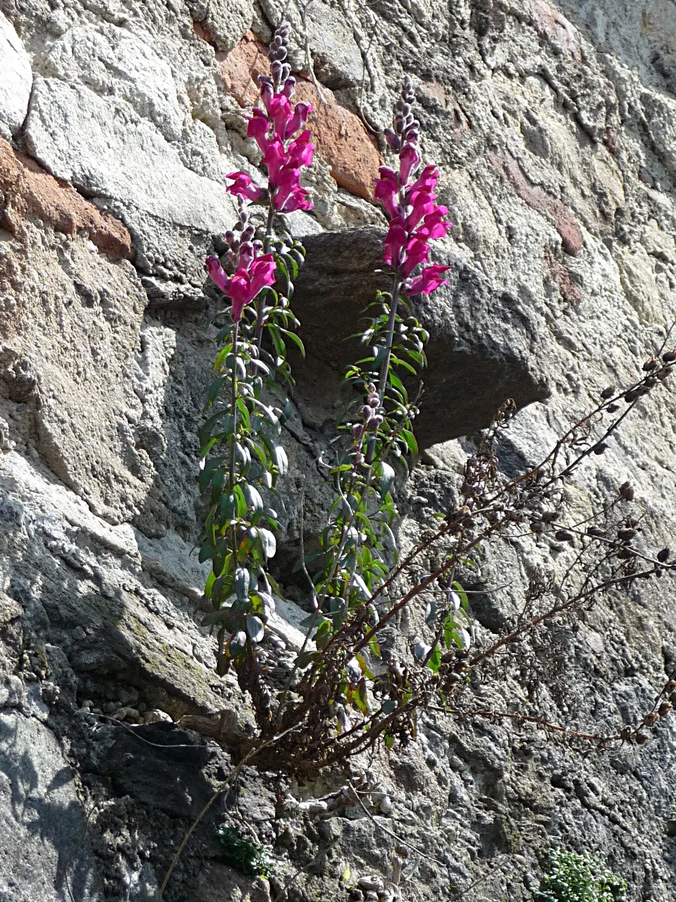 Snapdragon (Antirrhinum Majus) — It features tubular, two-lipped flowers in a variety of hues and can reach 1-3 feet in height; they prefer cooler, image 140