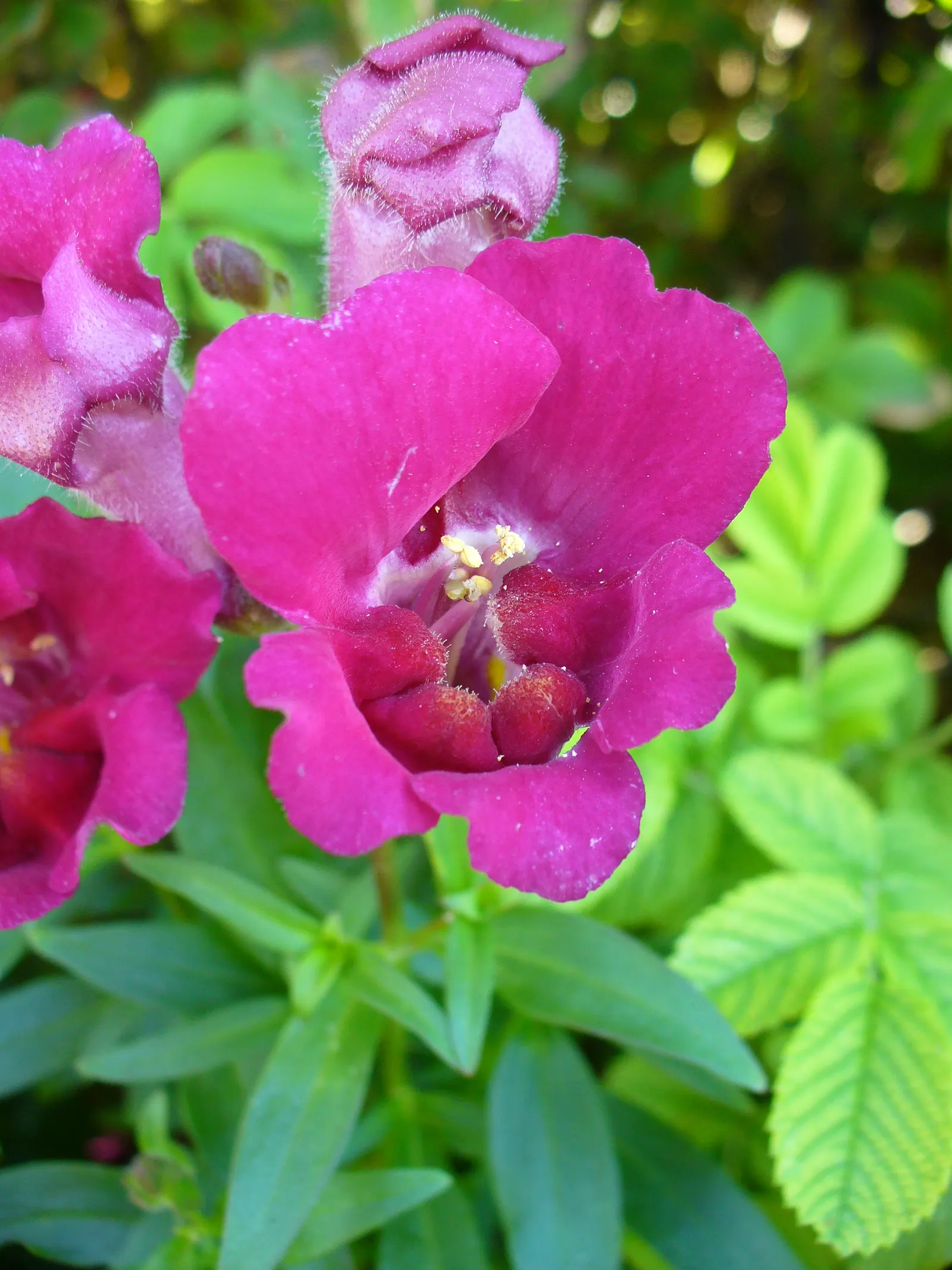 Snapdragon (Antirrhinum Majus) — snapdragons can provide a perennial-like annual presence in many gardens.<br><br>Typically; recognized for their, image 169