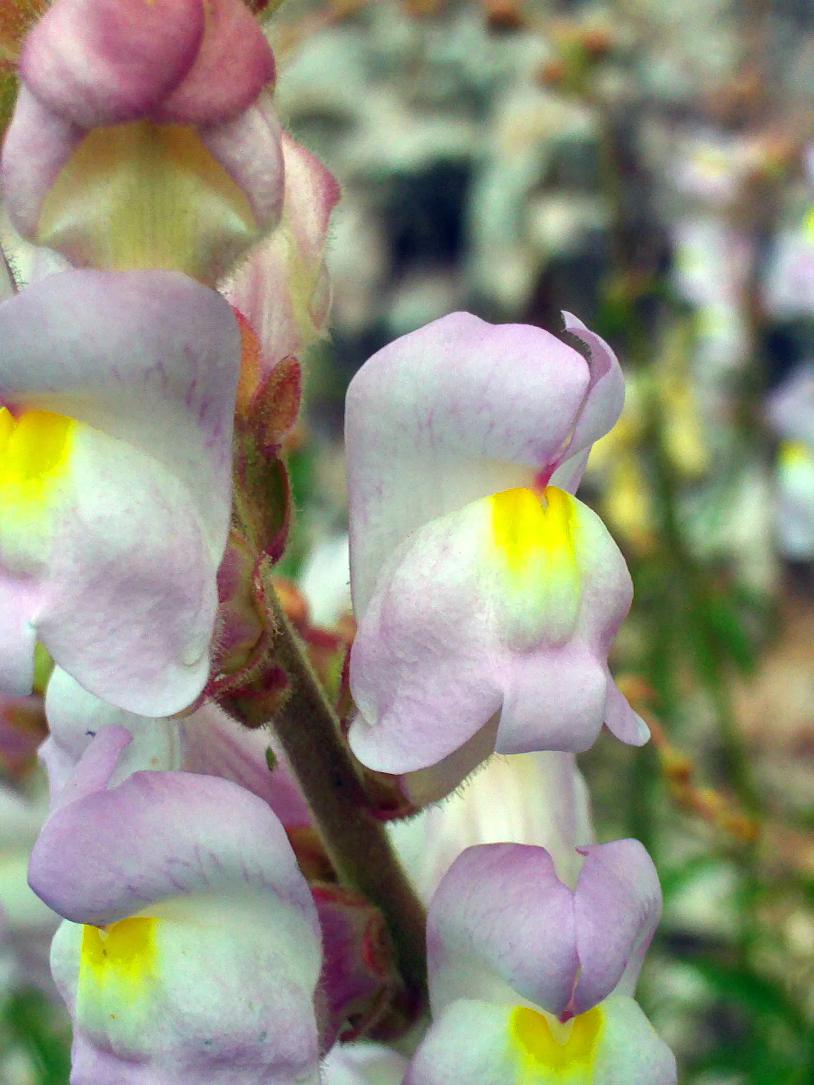 Snapdragon (Antirrhinum Majus) — It features tubular, two-lipped flowers in a variety of hues and can reach 1-3 feet in height; they prefer cooler, image 163