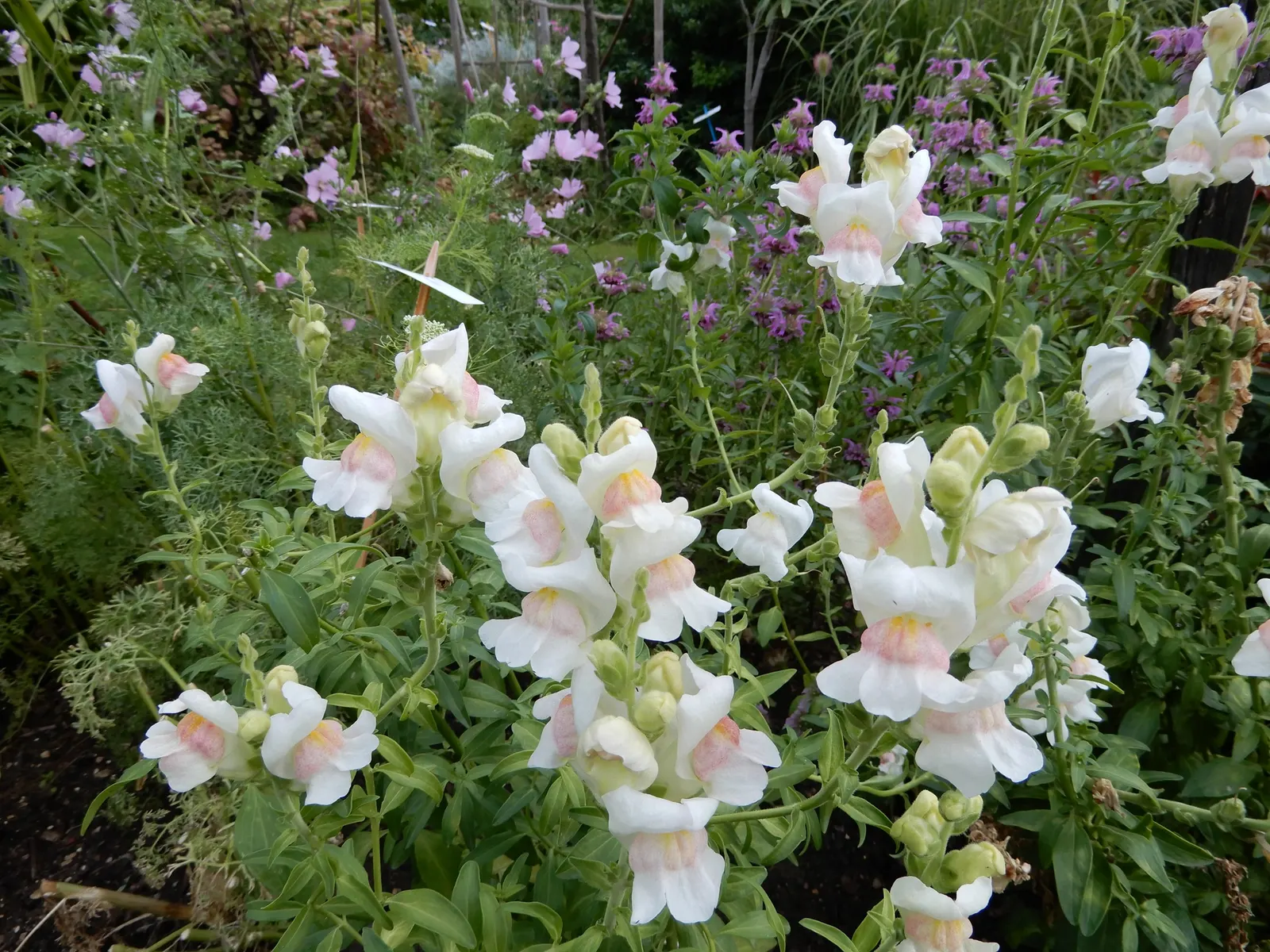 Snapdragon (Antirrhinum Majus) — For maximal flowering, fertilize with a balanced flower fertilizer and deadhead spent blooms promptly; antirrhinum, image 132